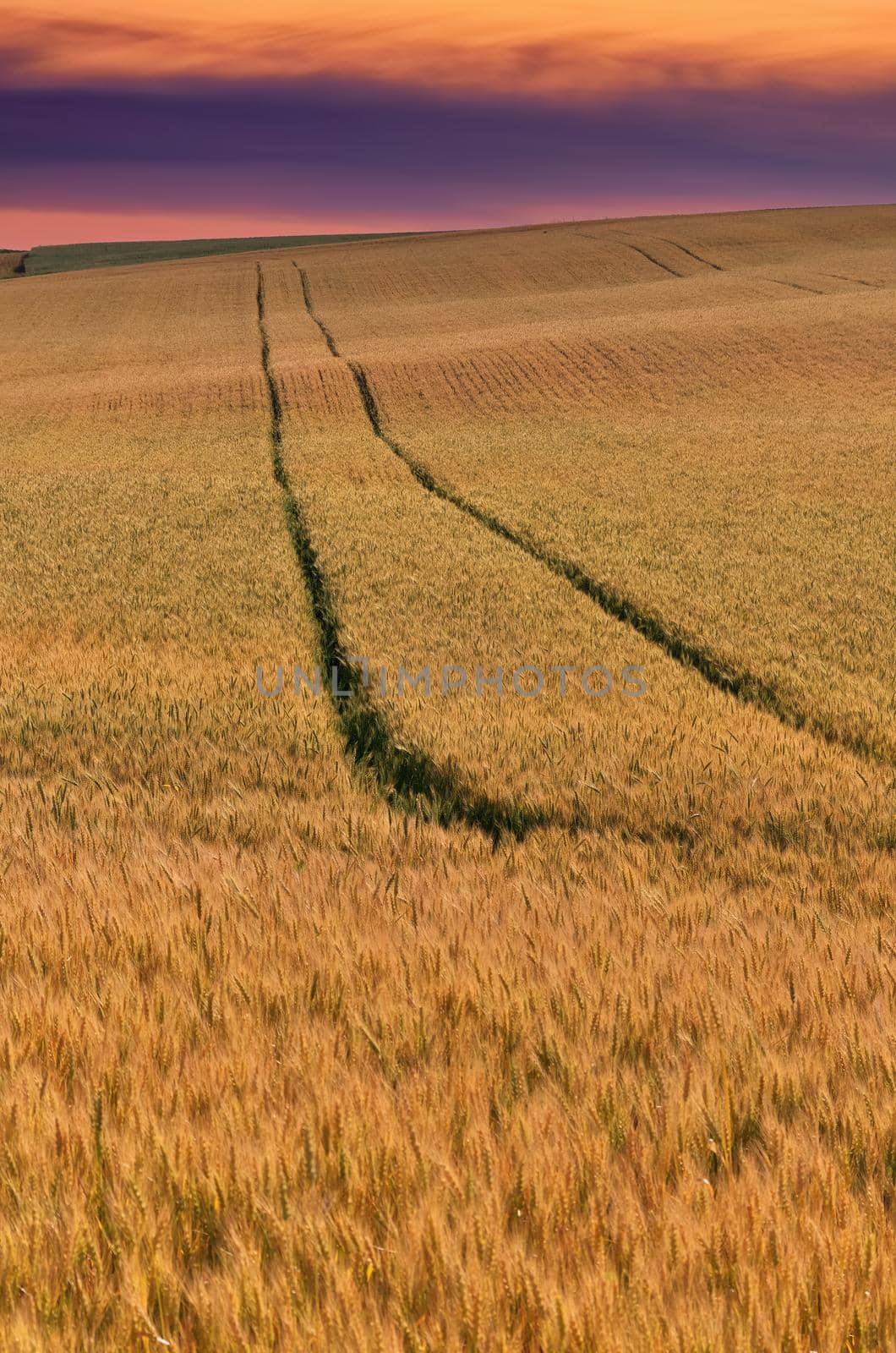 golden wheat field at sunset with tractor tracks before harvest on the farm. Land is rolling hills. High quality photo