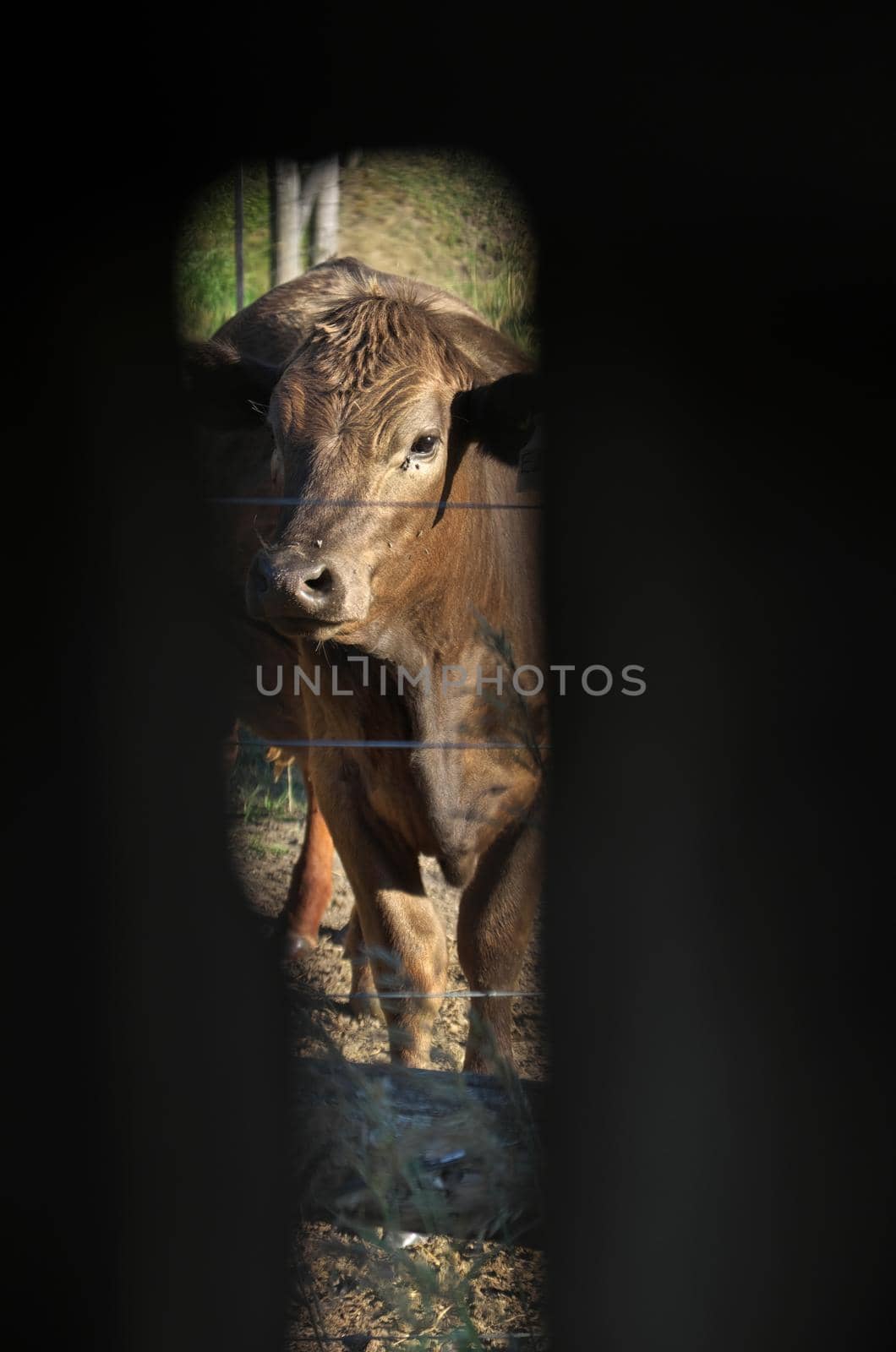 A brown cow viewed through a gap in the barnboard wall of a barn. High quality photo