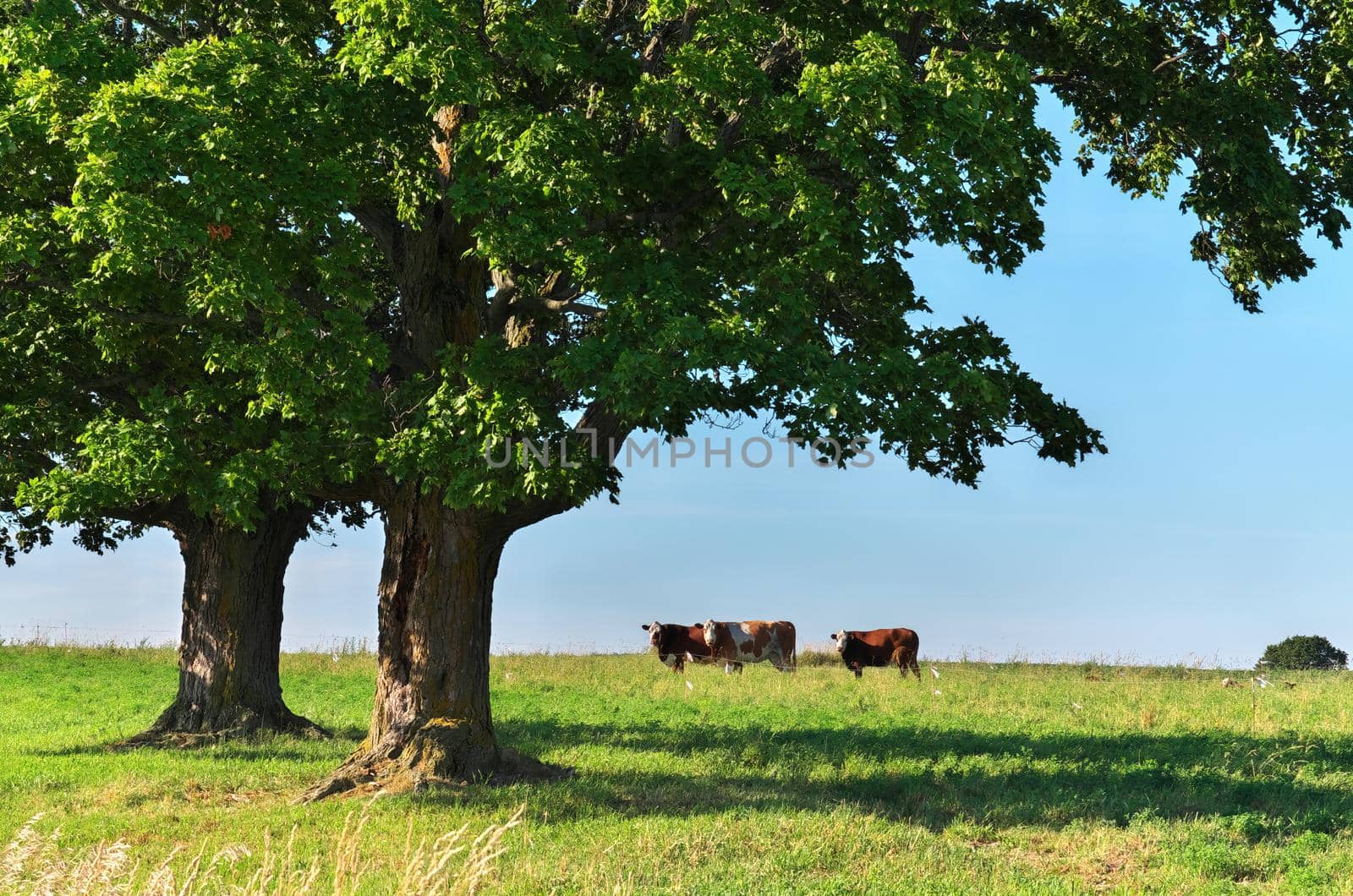 Group of multi colored beef cattle in idyllic green countryside pasture contained by electric fence framed by giant maple trees. High quality photo