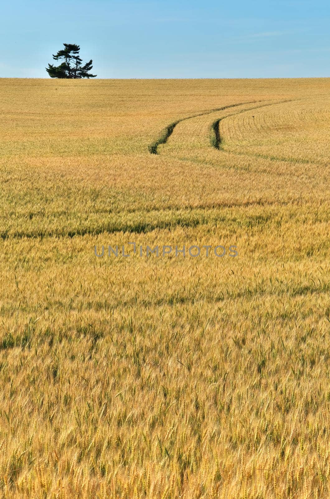 golden wheat field with tractor tracks before harvest on the farm. Land is rolling hills with a blue sunny sky above. High quality photo