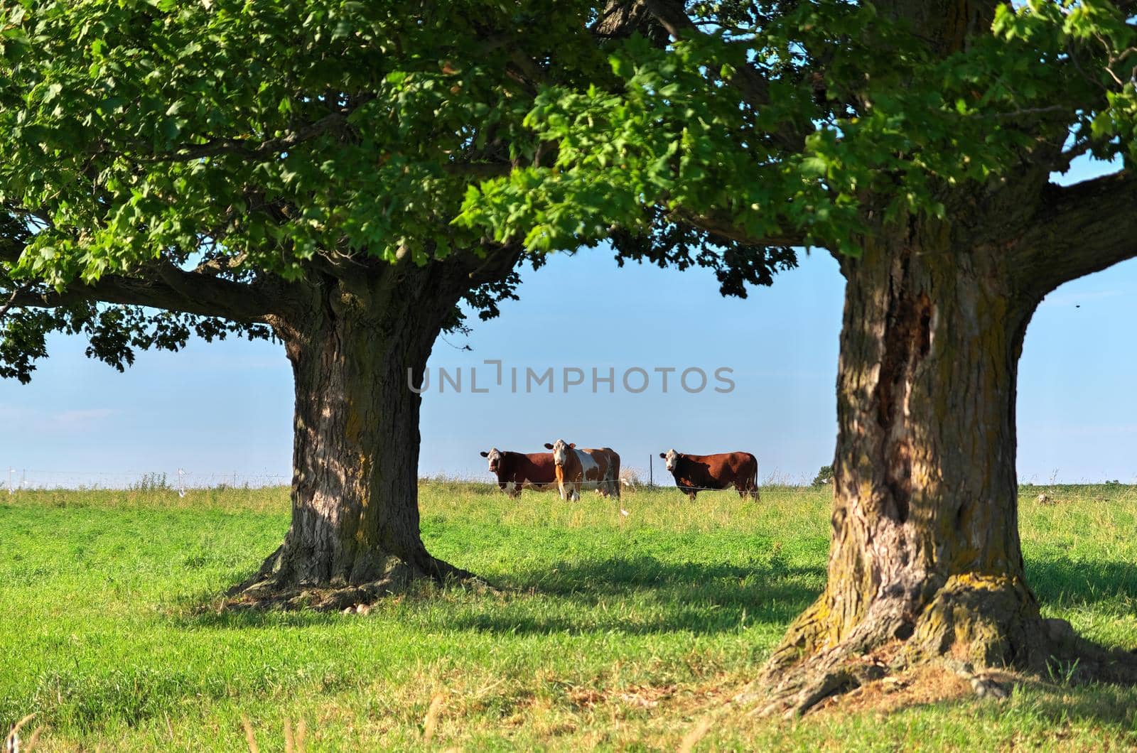 Group of multi colored beef cattle in idyllic green countryside pasture contained by electric fence by markvandam