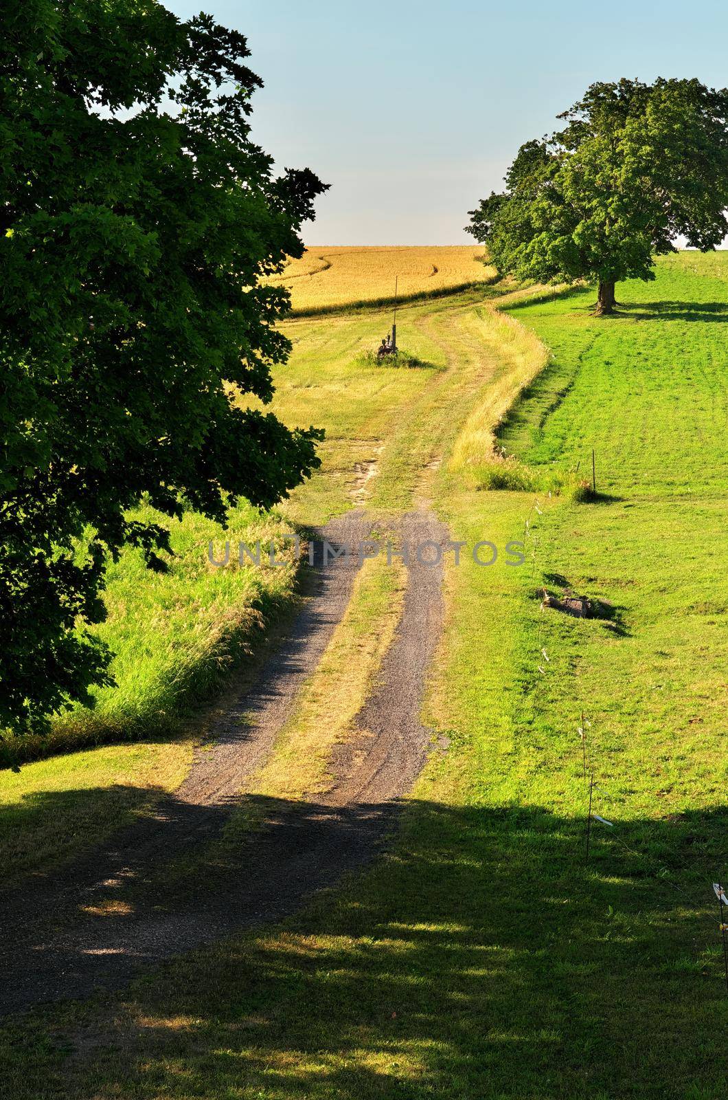 Idyllic Summer Scene with a Dirt Road Running Through Green Pastures Lined with Giant Maple Trees on a Sunny Day. High quality photo