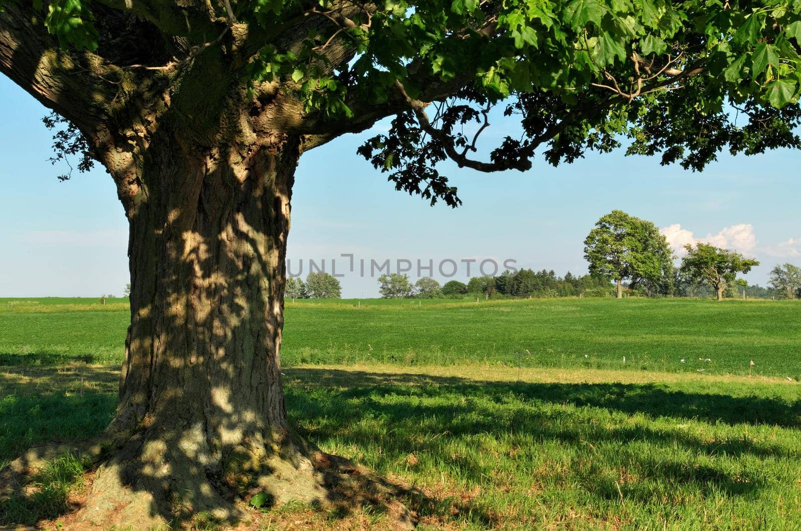 Idyllic Summer Scene at a Farm with Giant Maple Tree and Green Pastures on a Sunny Day by markvandam