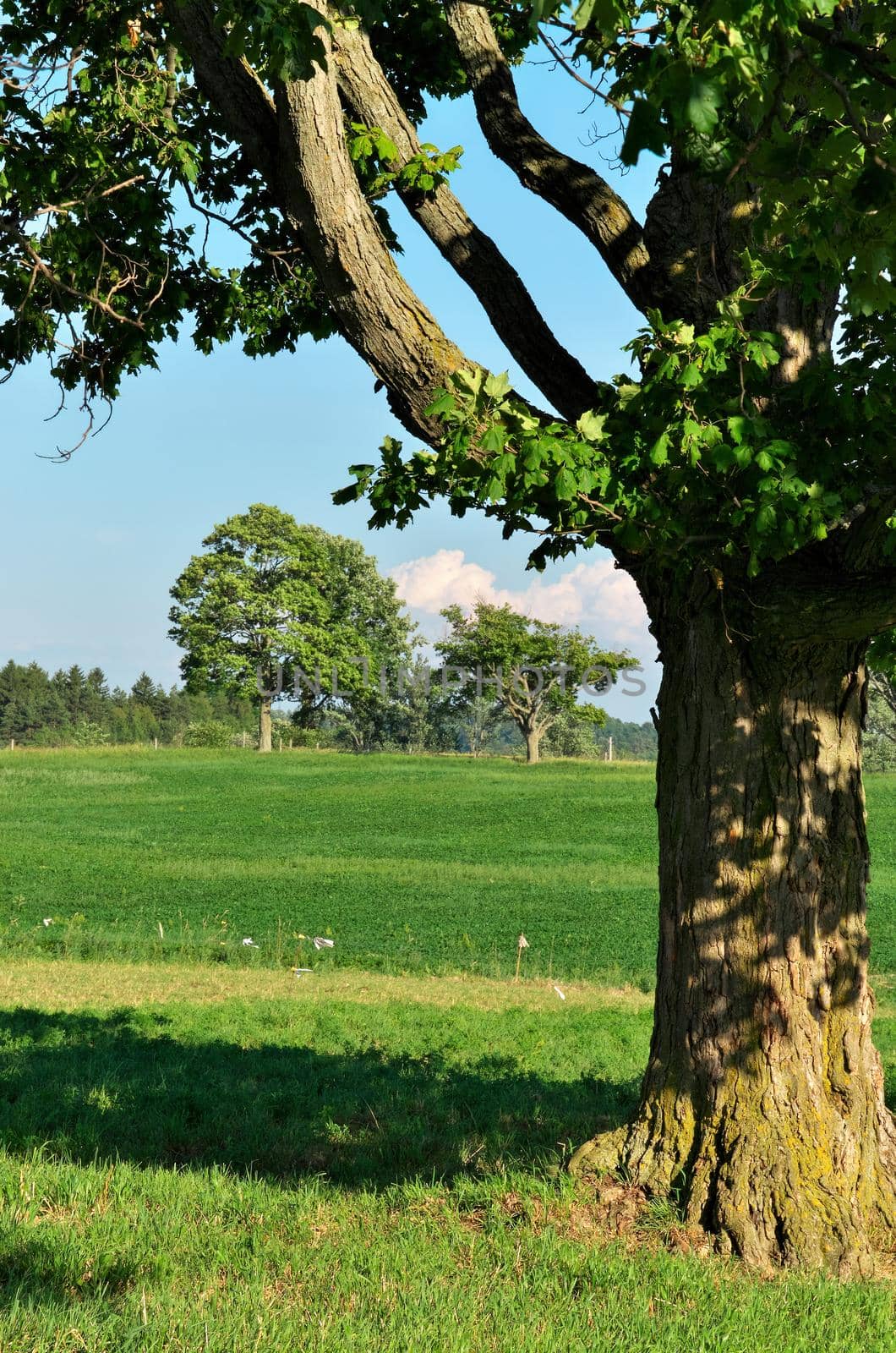 Idyllic Summer Scene at a Farm with Giant Maple Tree and Green Pastures on a Sunny Day. High quality photo
