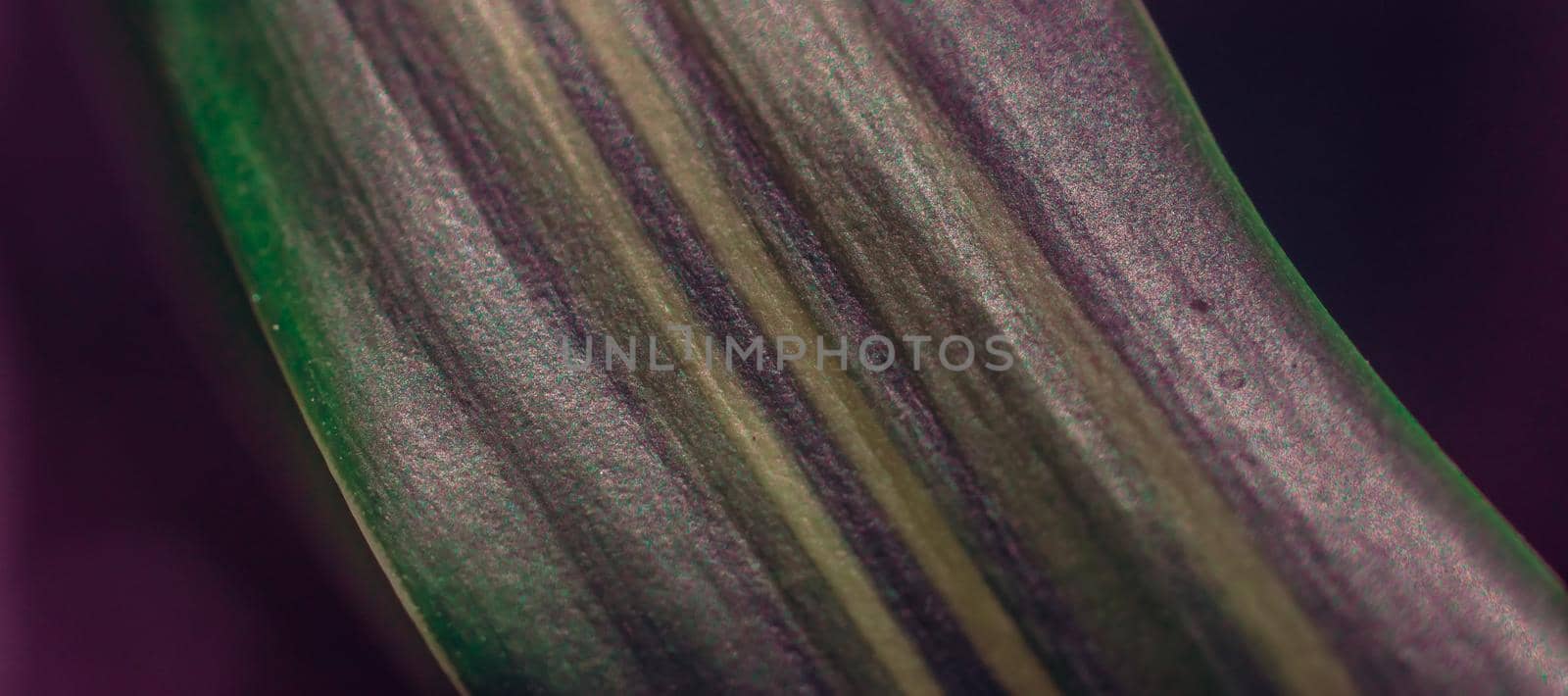 BANNER Macro shot Abstract Real beauty nature background. Fresh tropical plant leaf surface texture structure detail diagonal vein line streak stripe vibrant shiny lilac Green purple mystic unusual.