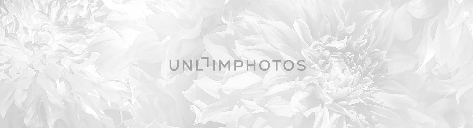 Abstract background of blooming dahlia petals in a light gray tone