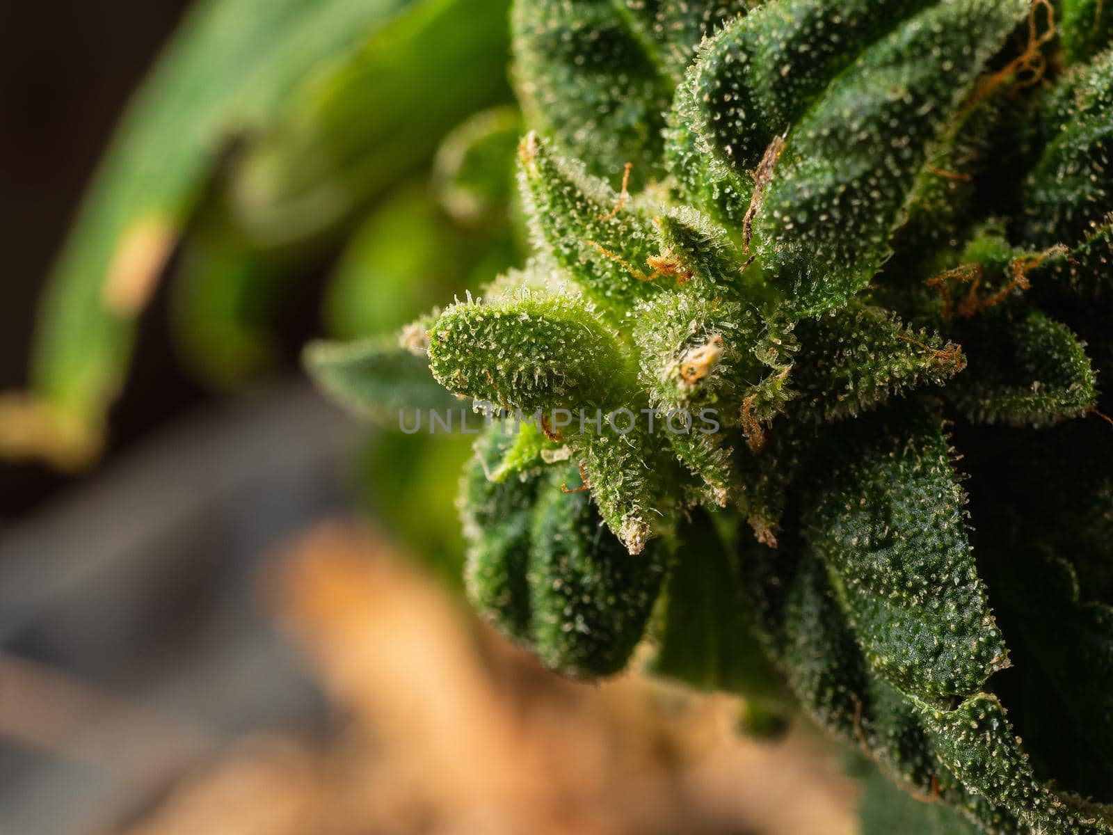 Blooming marijuana plant with trichomes, cannabis leaves, marijuana close-up.