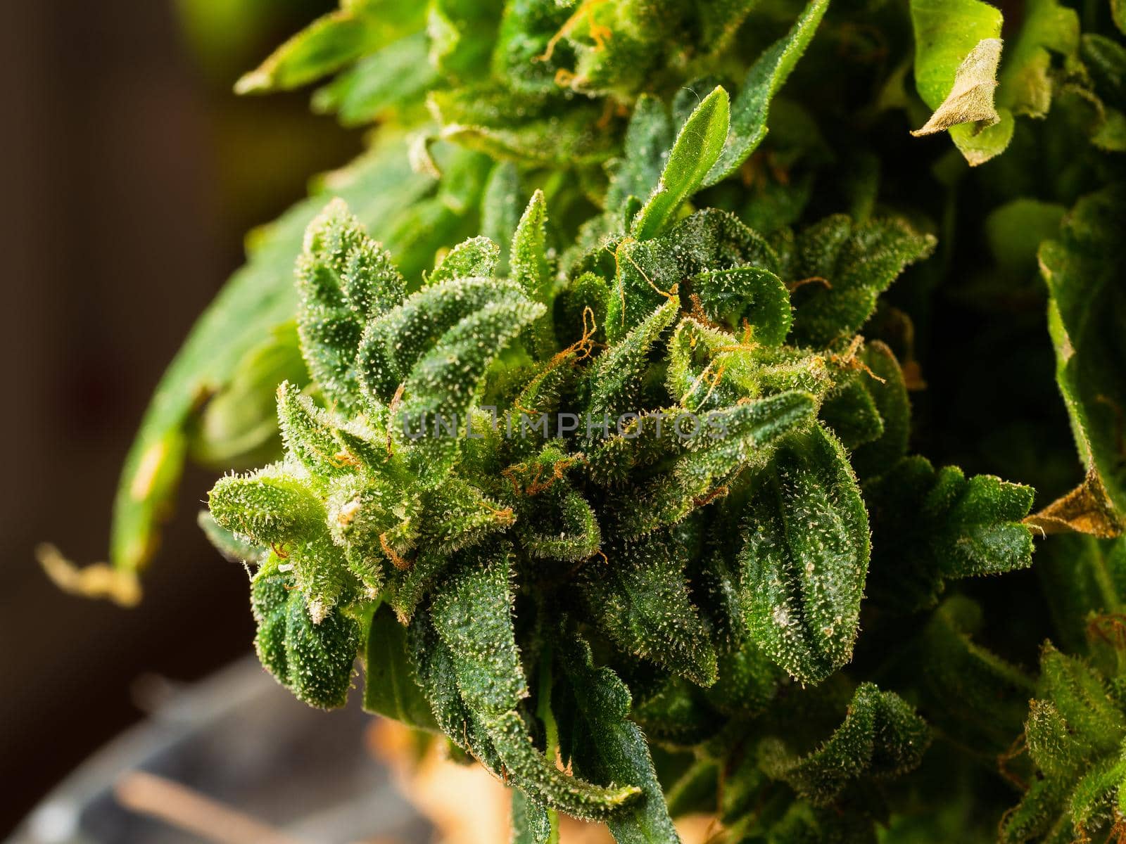Flowering marijuana plant with trichomes, indica, close-up hybrid.