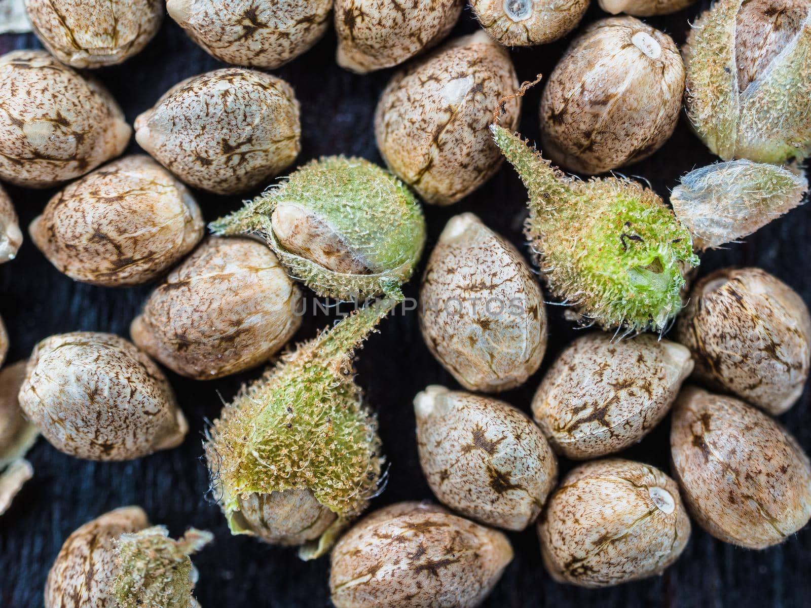 unpeeled cannabis seeds background in macro. top view.