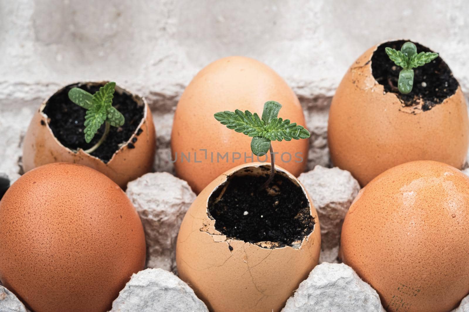 three sprouts of medical cannabis grows from an egg shell. against the background of three whole eggs. horizontal orientation.