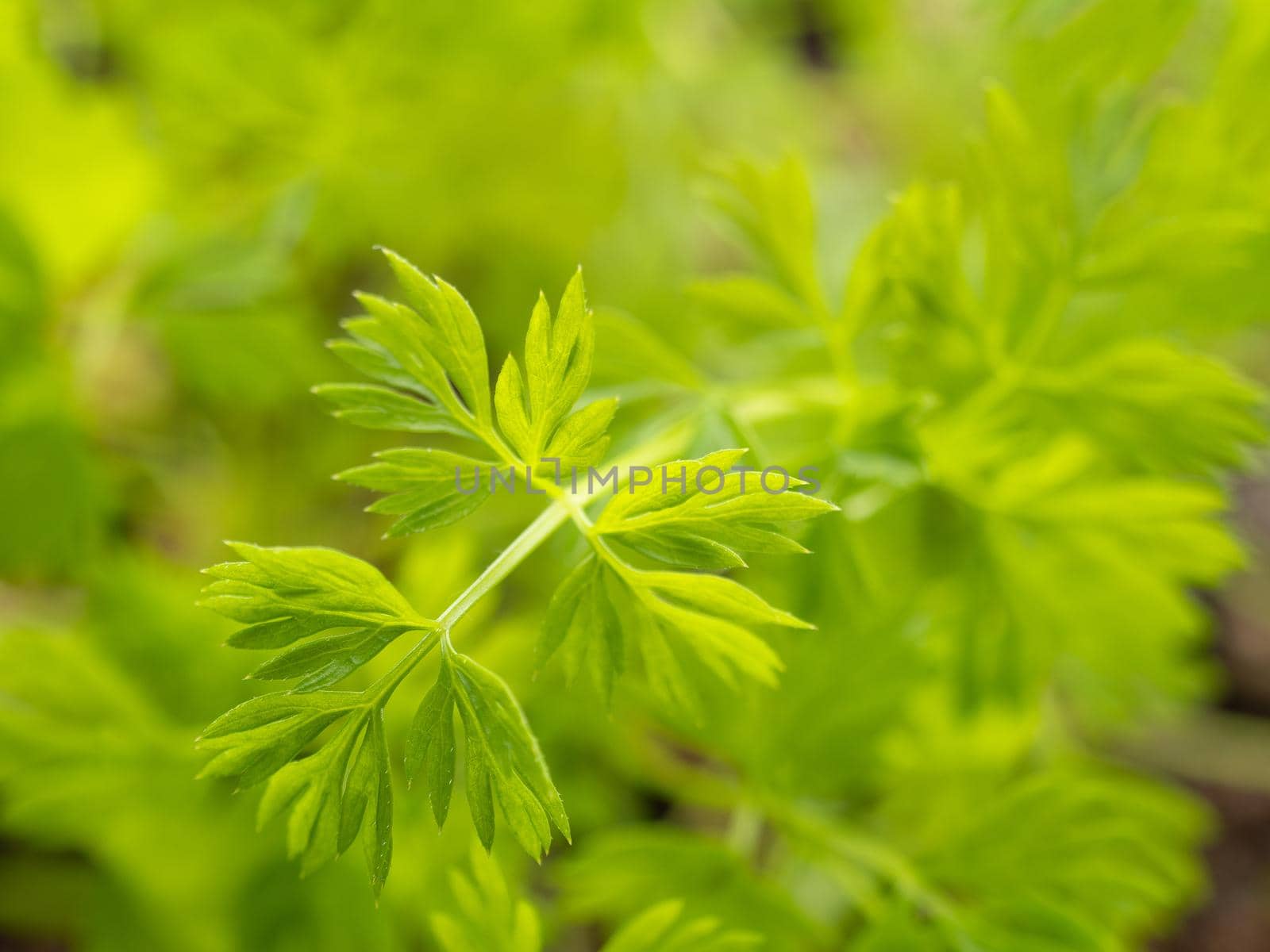 Young fresh growing green leaf sprout of carrot.