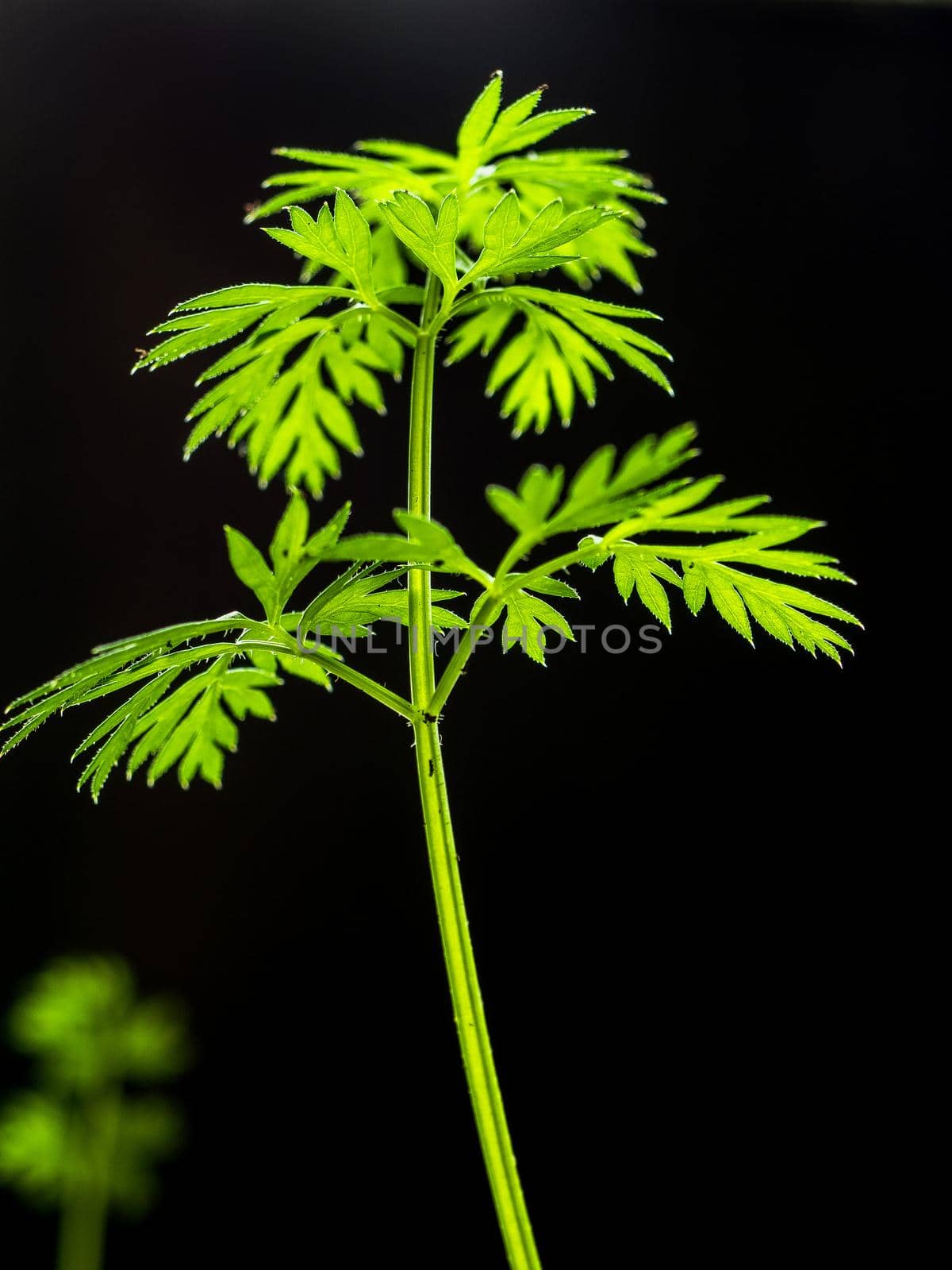 Vertical image. A growing leaf of fresh carrots with green leaves and dirt on a dark background. Daylight.