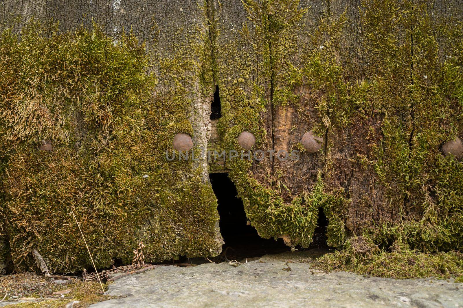 Closeup of vintage wooden door with hole and moss