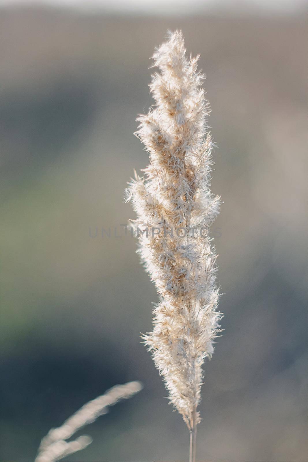 Cortaderia selloana tall trendy pampass grass swaying majestically in the wind against sunset field.