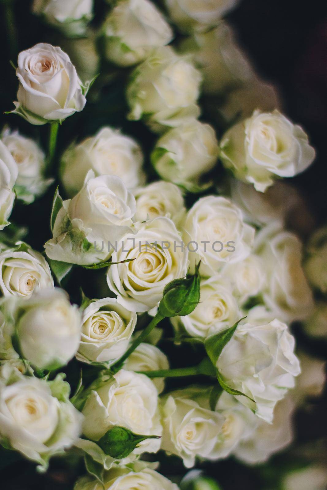 White roses close-up. Tender bouquet. Spring vibes by mmp1206