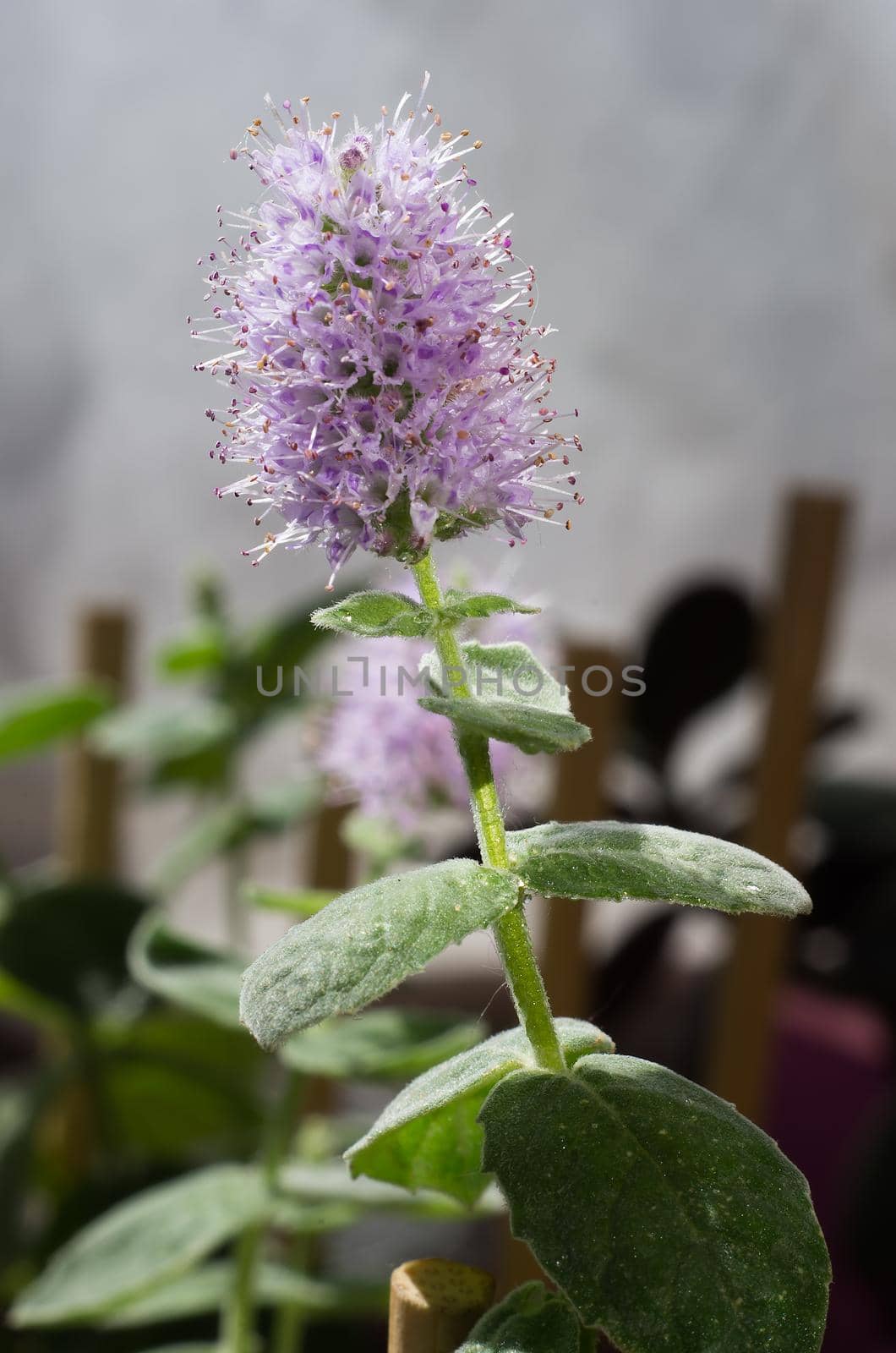 tpurple mint flower blossoming flower. close up. horizontal orintation green background