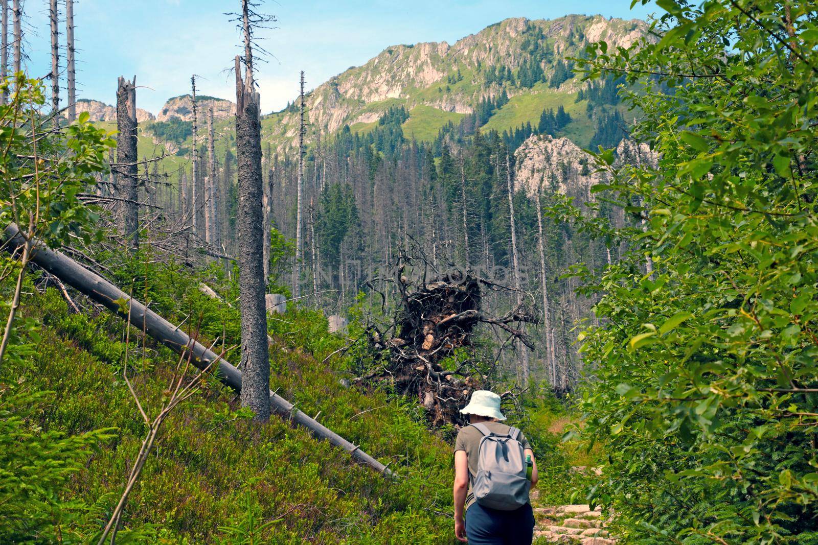 The girl climbs the trail in the mountains. Active recreation. Mountainous terrain