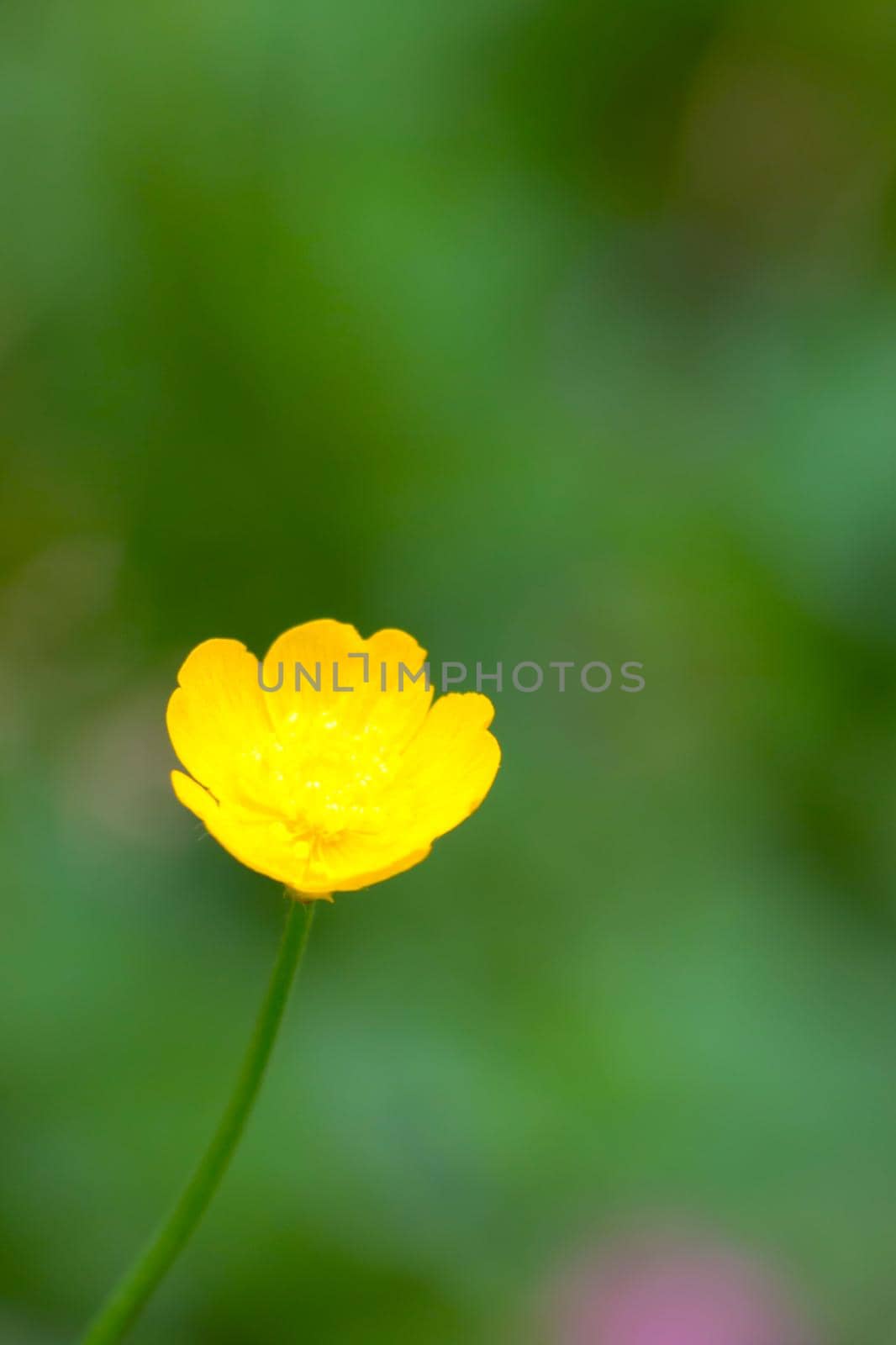 Buttercup is a genus of annual or perennial herbaceous plants of the Buttercup family. Water or ground herbs with caustic and sometimes poisonous juice. by kip02kas