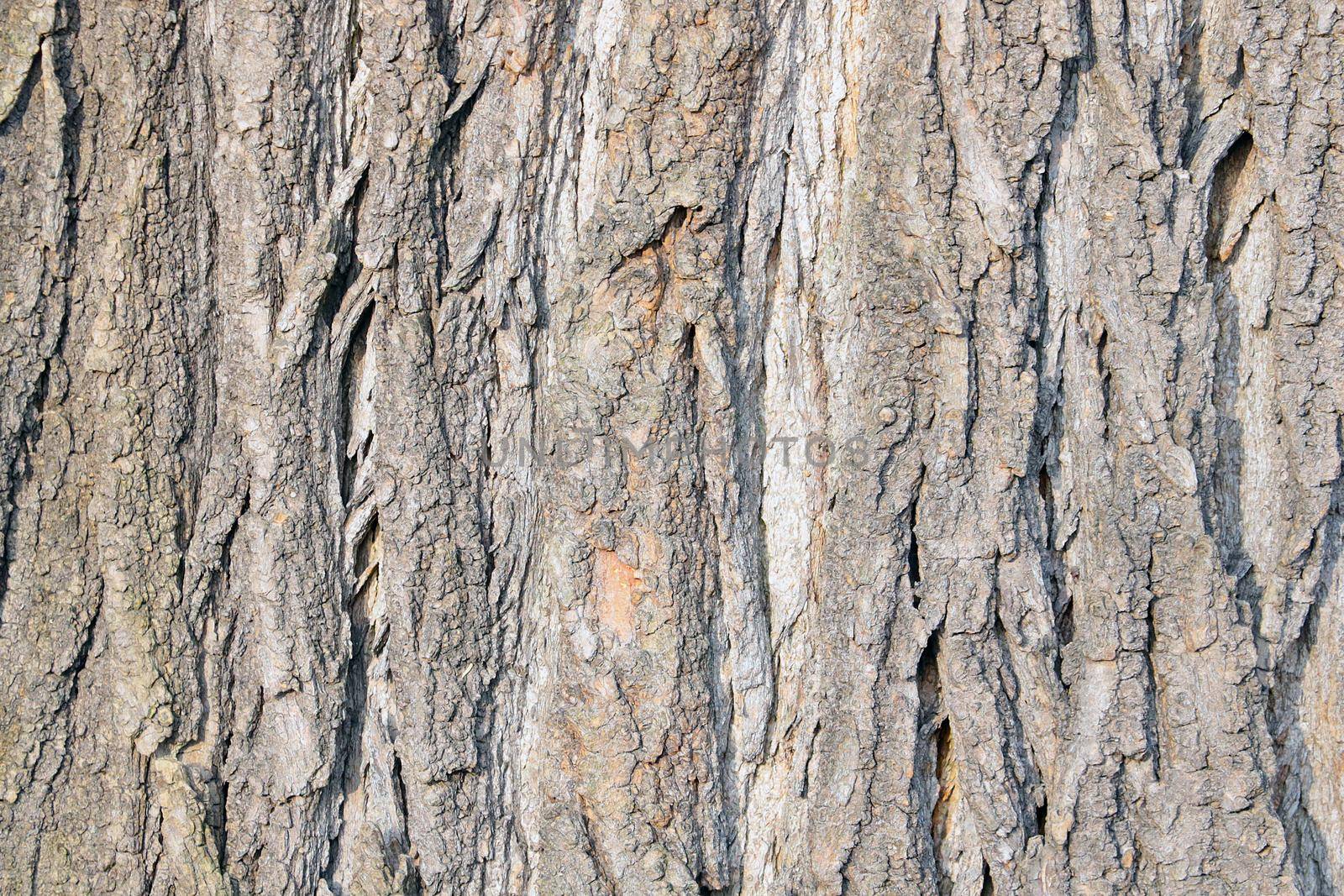 Beautiful texture of the bark of the tree in the forest or park, the background of the wood. by kip02kas