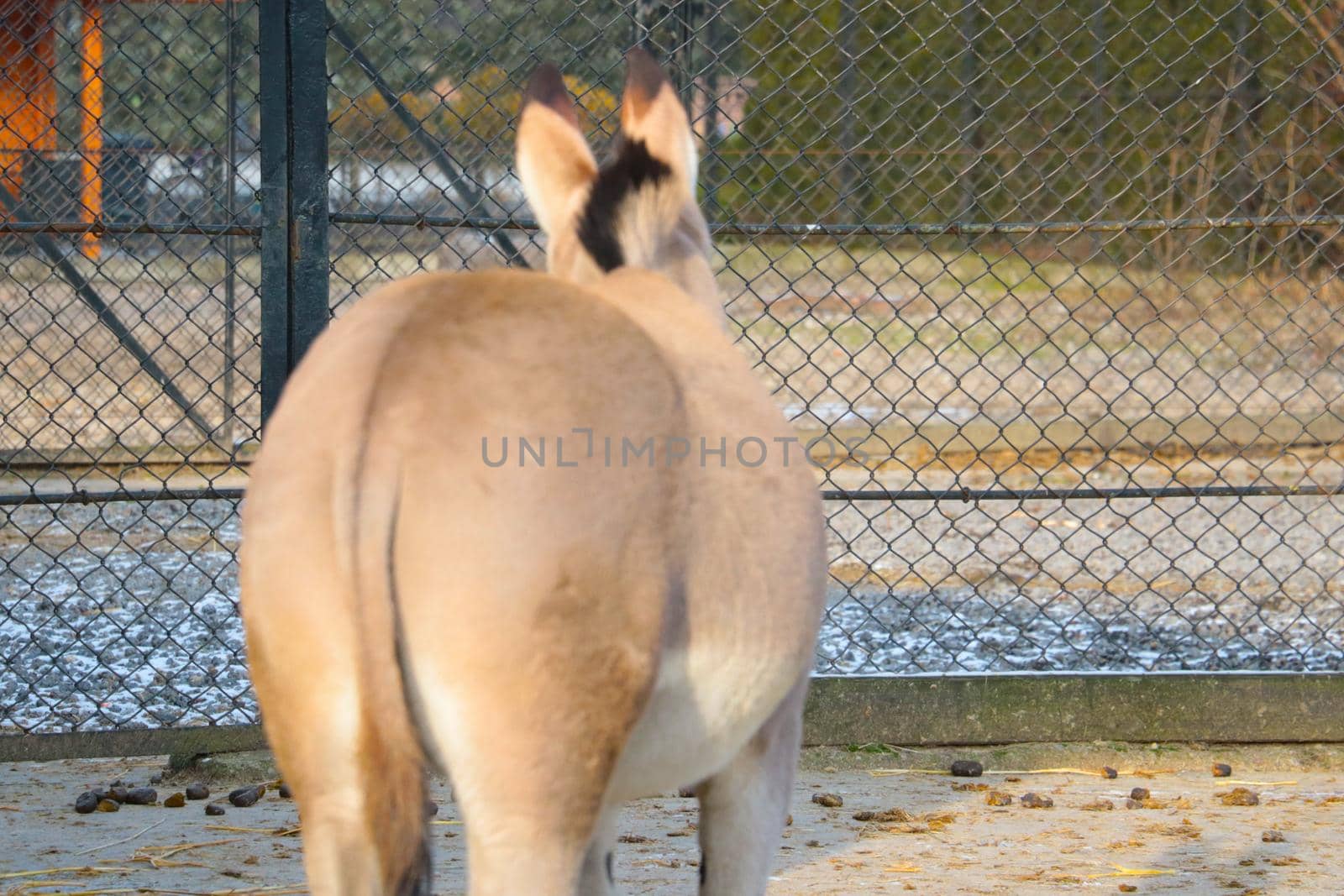 Out of focus, blurry background. View of the horse from behind. by kip02kas