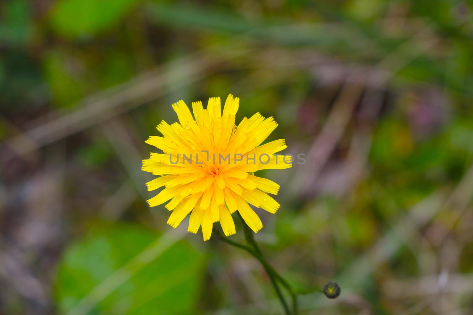 Close-up of a blooming yellow dandelion flower in a meadow. by kip02kas