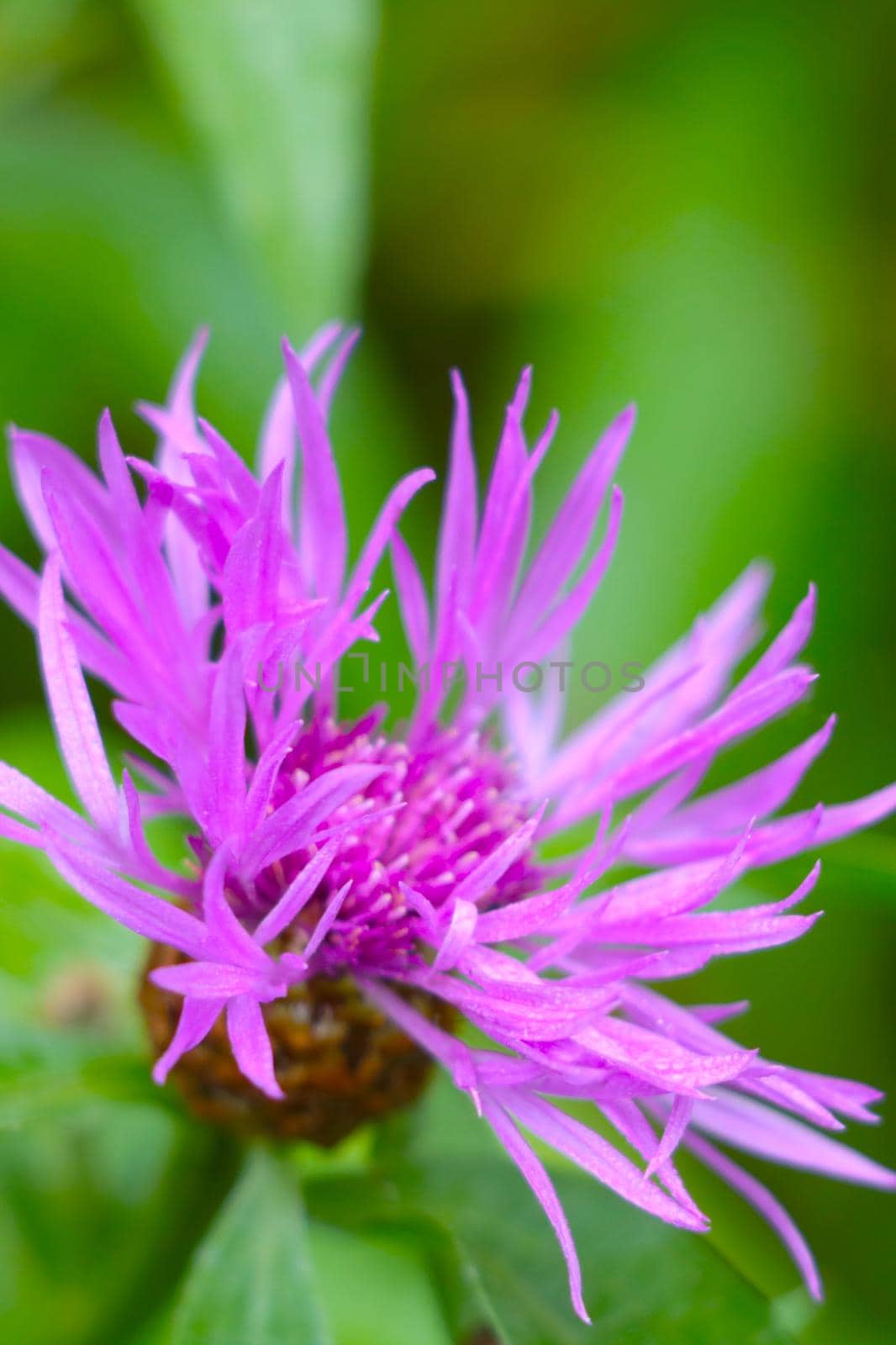 Close-up of a flowering cornflower in a meadow