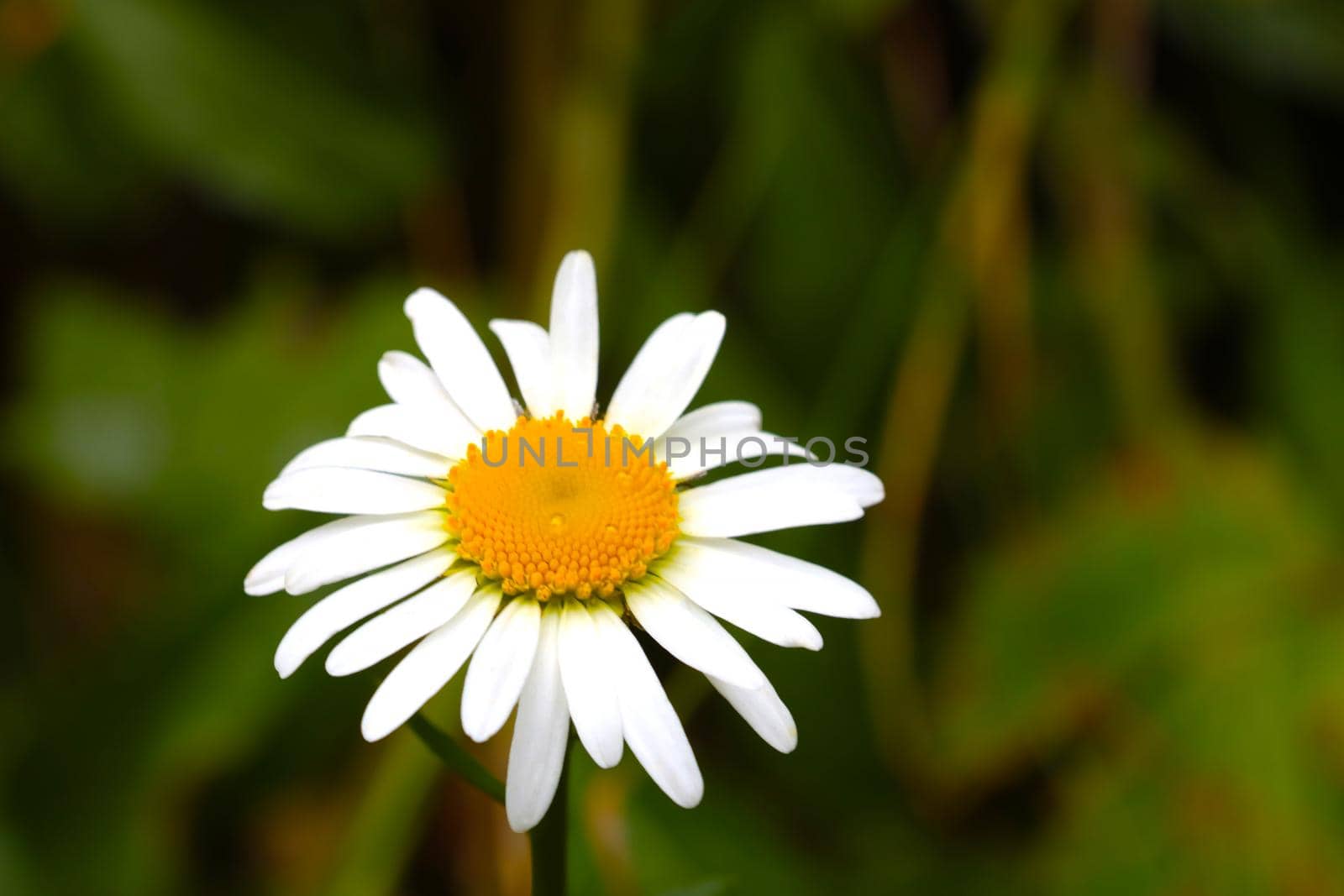 Chamomilla used to make herb infusions thought to have medicinal uses, tea