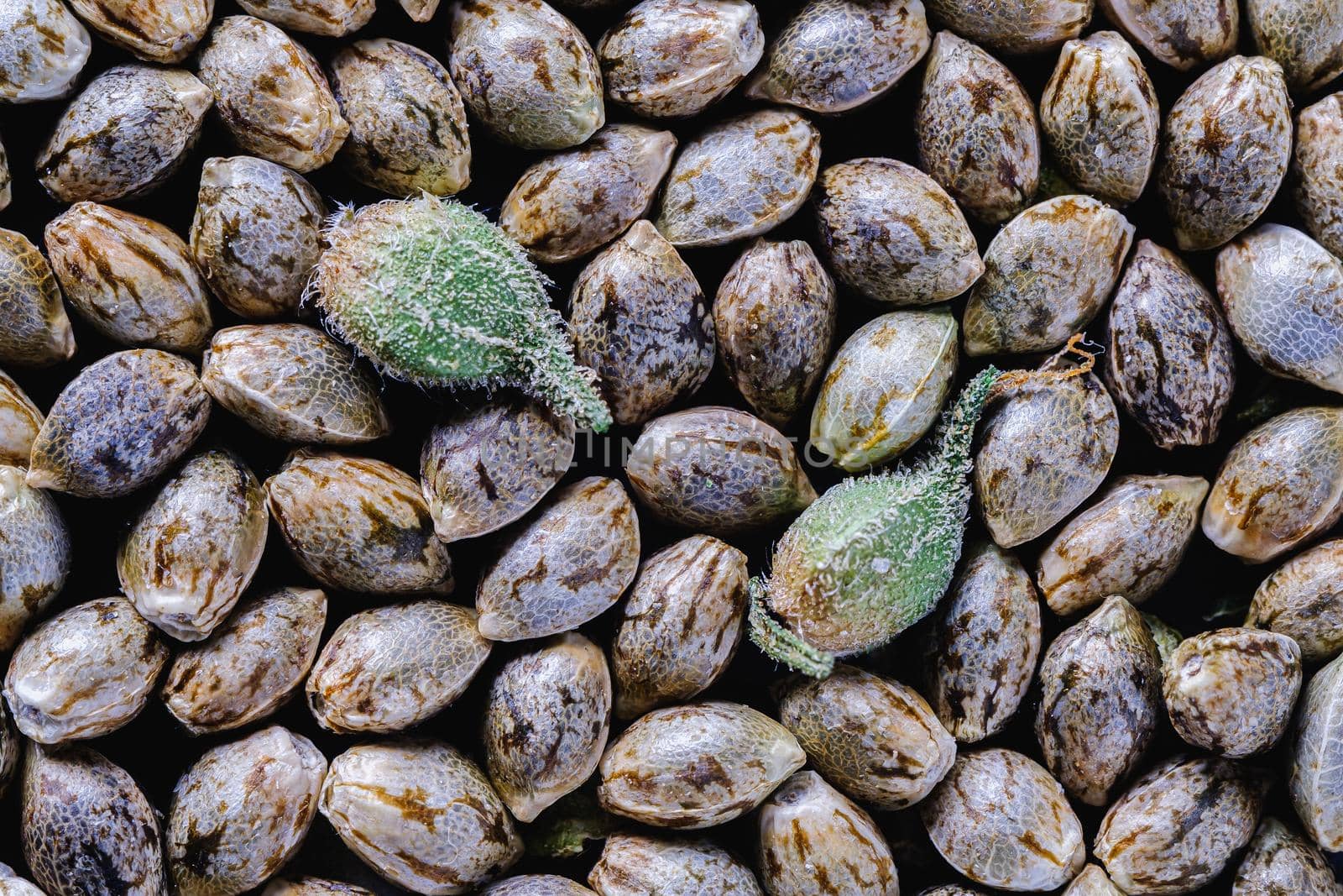 Medical cannabis seeds background in macro. two unpeeled green seeds. Top view. Horizontal orientation