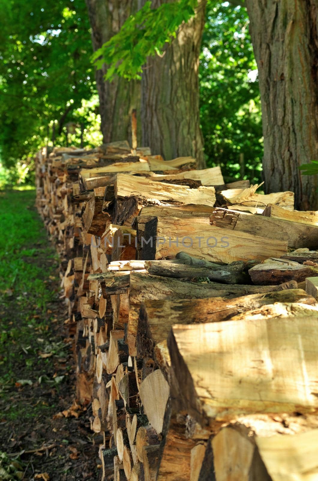 Chopped and Split Firewood Piled and Stacked Beneath Maple Trees in the Summer Time. High quality photo