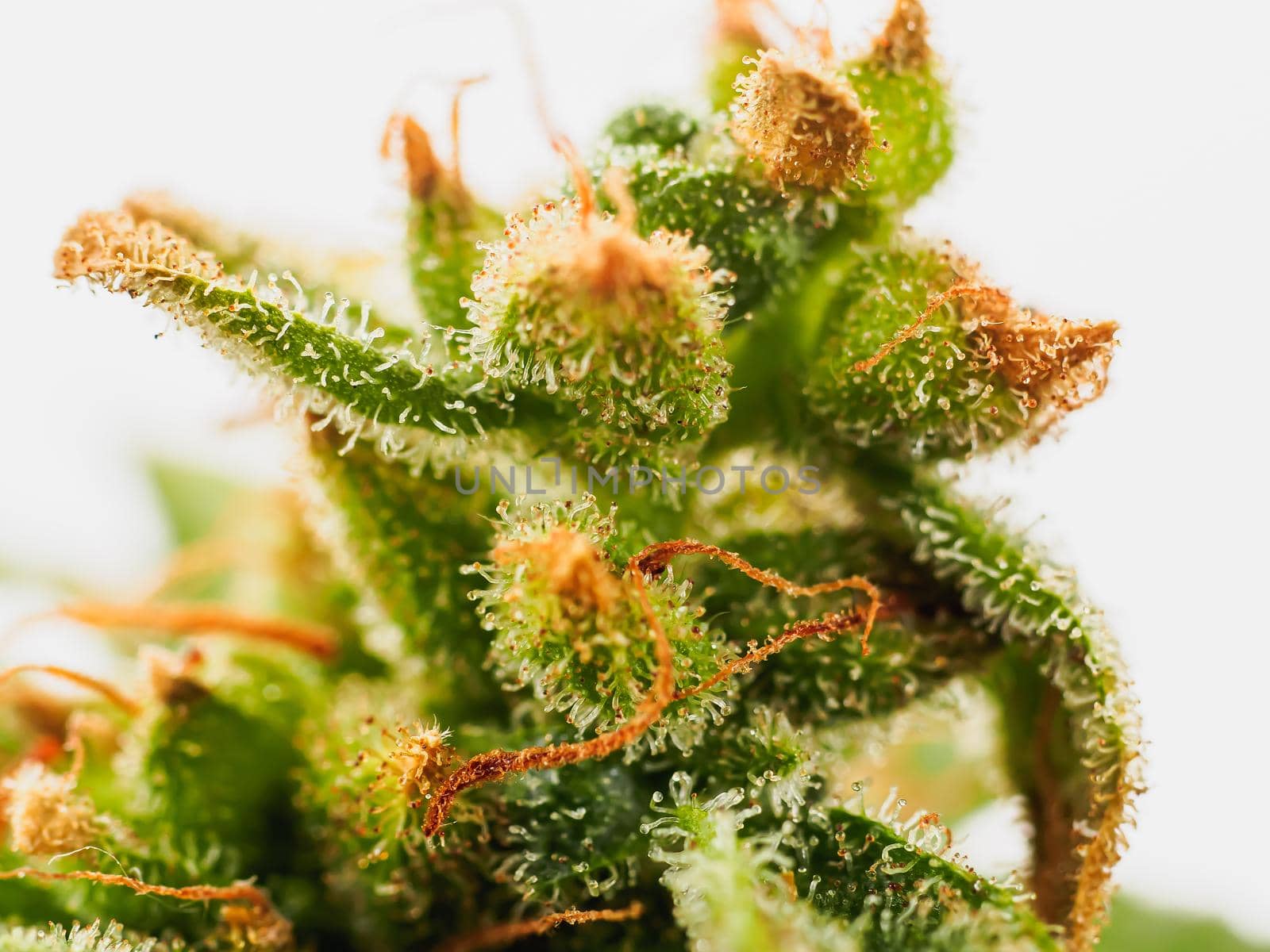 Macro shot of Premium medical cannabis Marijuana Bud With Hairs And Crystals and plant leaf on white background. Horizontal orientation