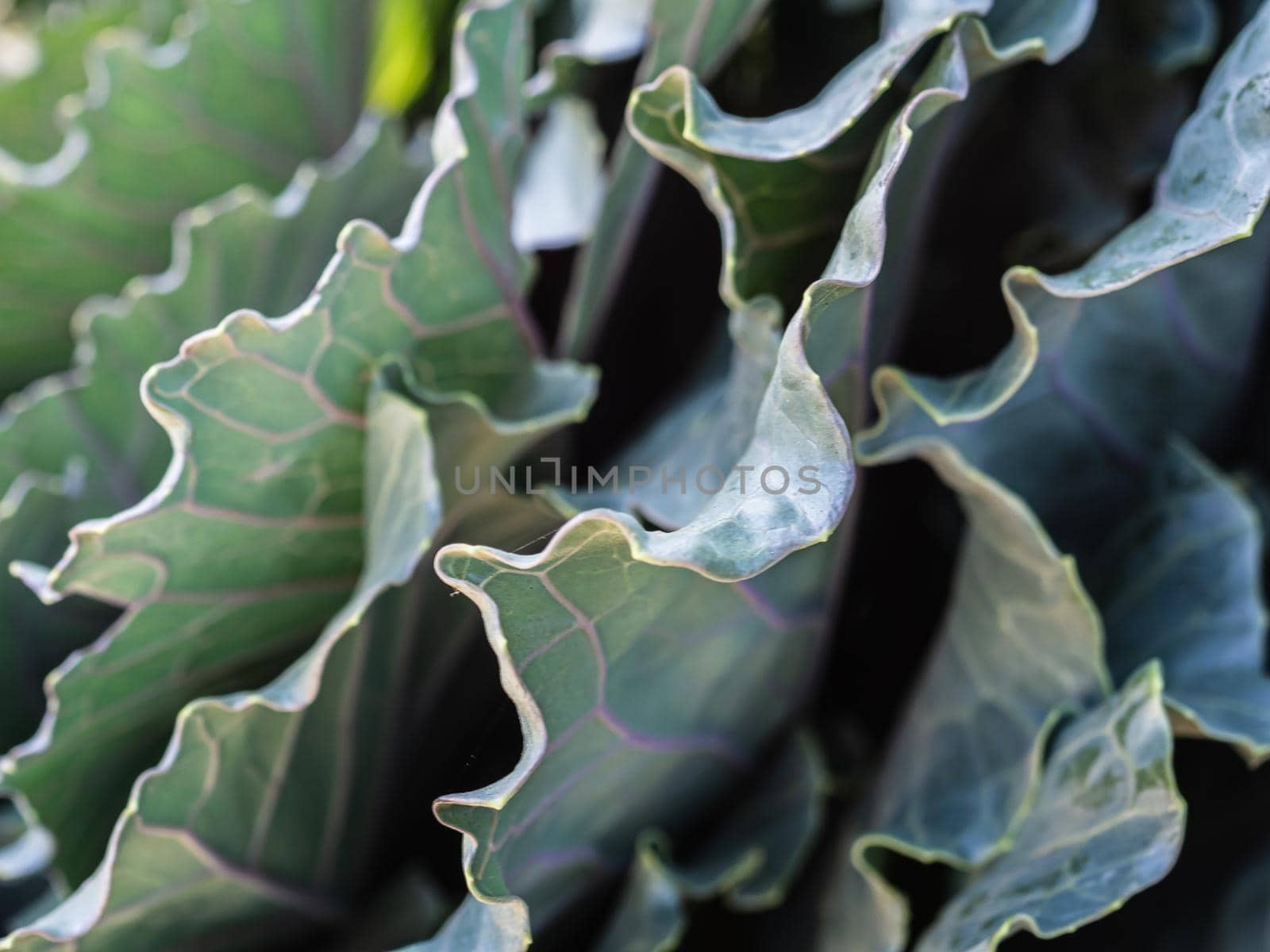 leaves of a growing cabbage plant. Deciduous patterns. close-up