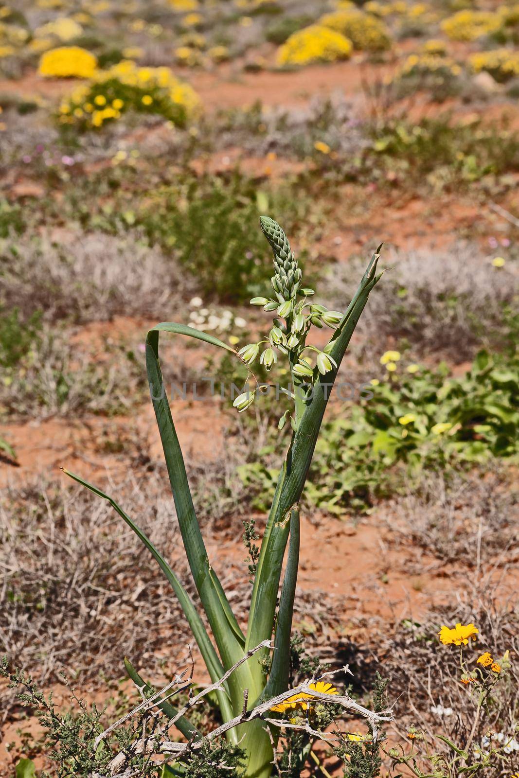 Albuca flaccida is a summer dormant, drought tolerant bulb from South Africa.