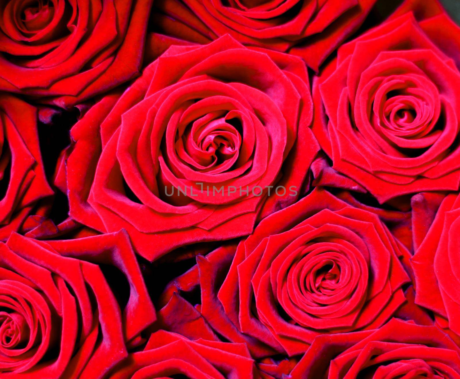 Red roses closeup by Bwise