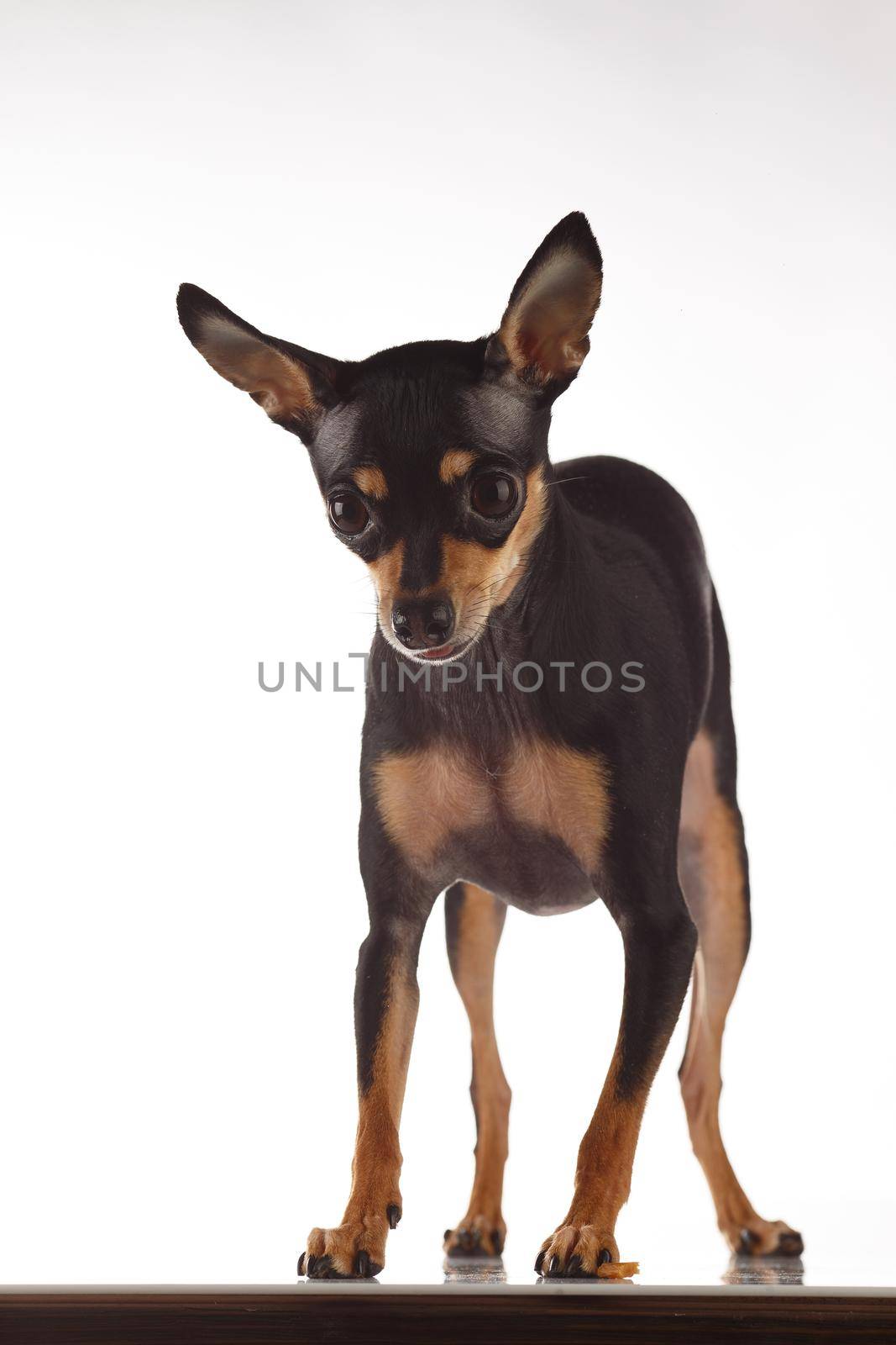 toy terrier studio portrait on white background