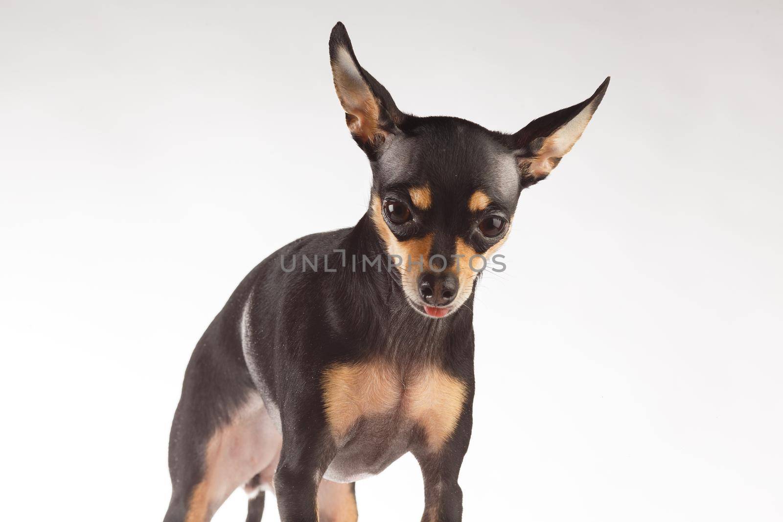 Toy Terrier dog photo portrait. Toy-terrier shows the tongue. by Gravika