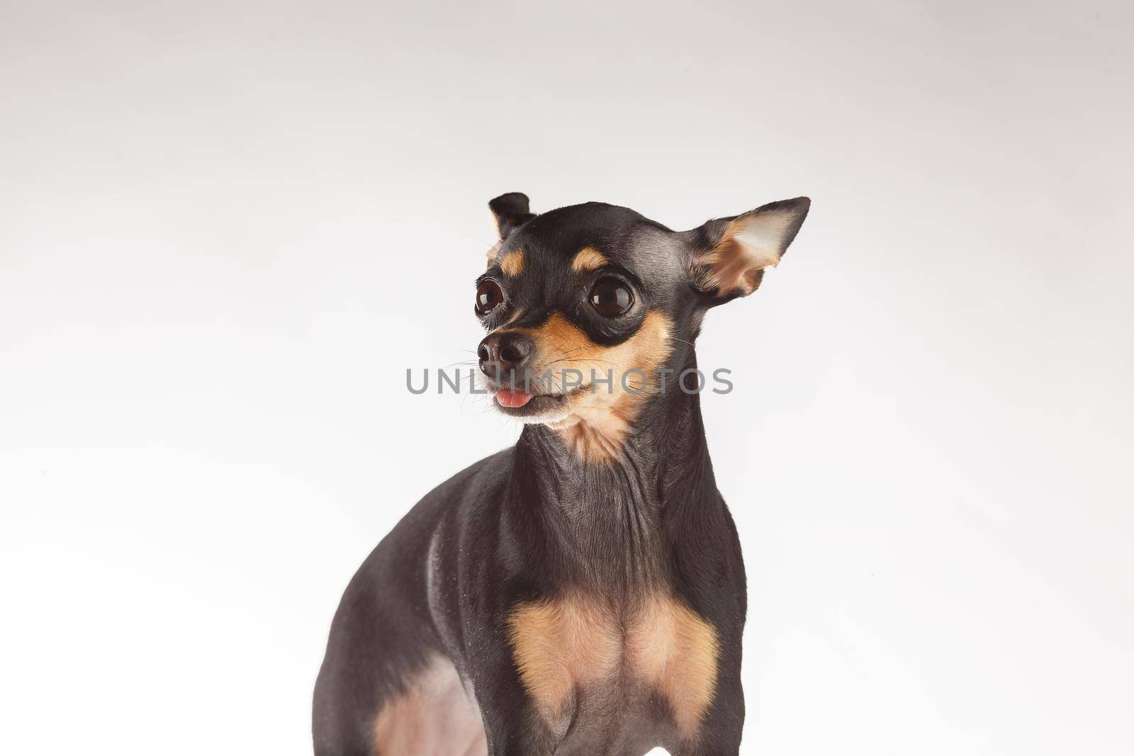 Toy Terrier dog photo portrait. Toy-terrier shows the tongue. by Gravika