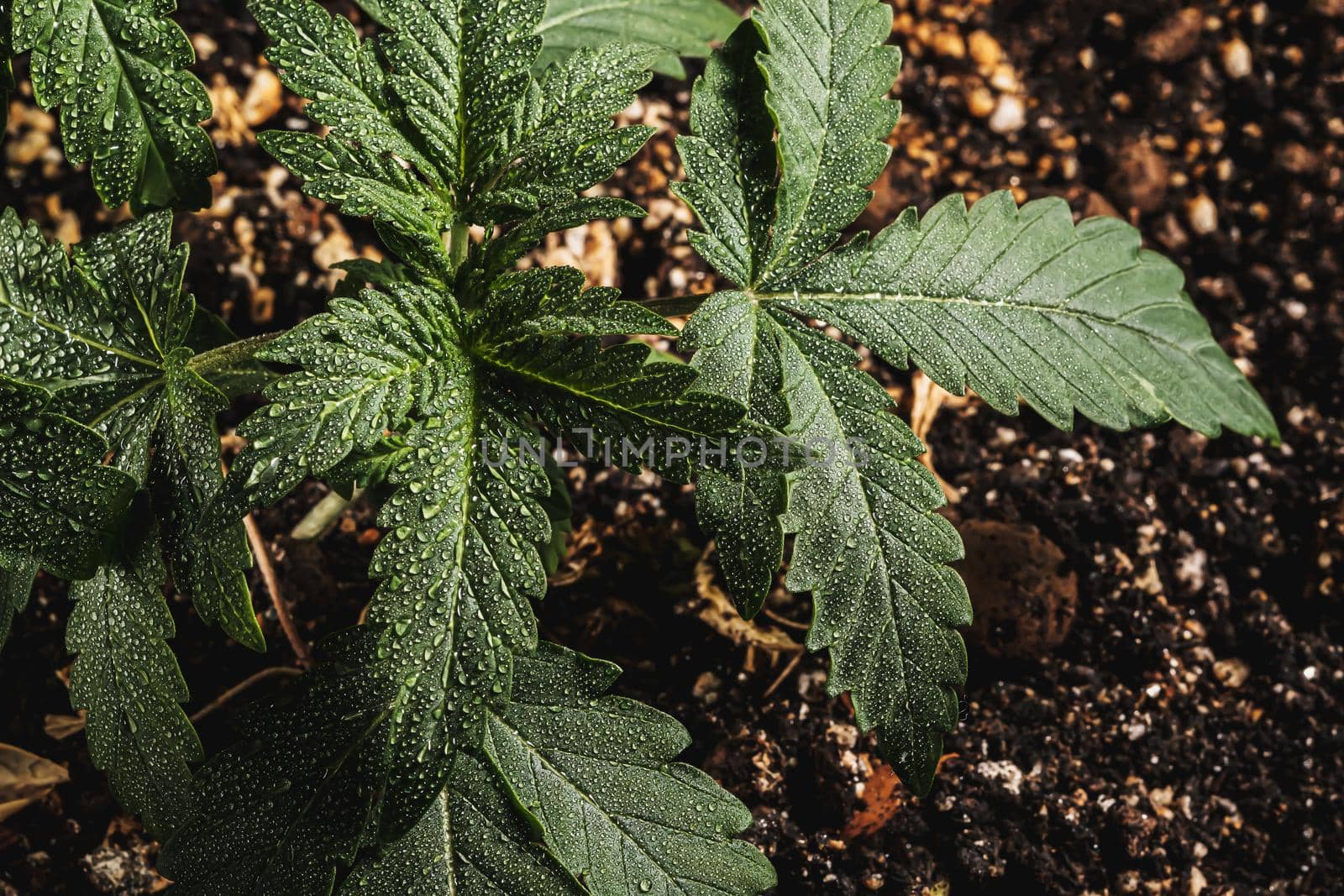 vegetative medical cannabis (marijuana) plant with Leaves. contains THC CBD. turf background. horizontal orientation