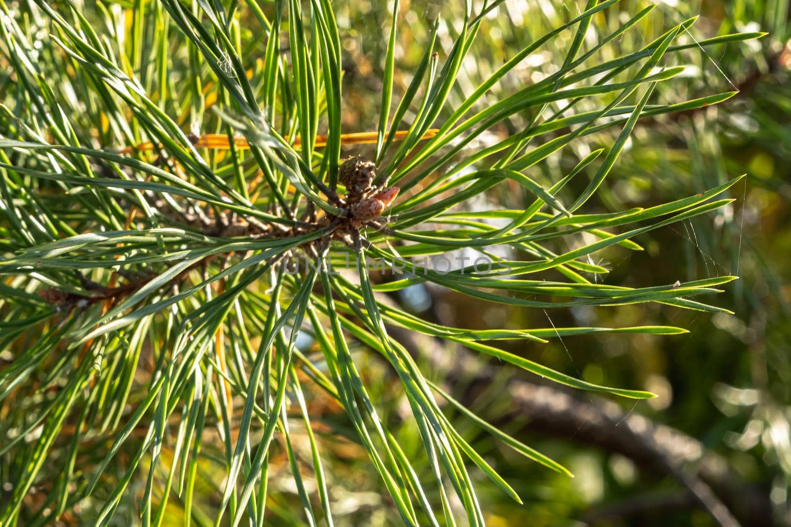 close-up - coniferous pine twig with pine green needles in the forest on a summer day. Horizontal orientetion.