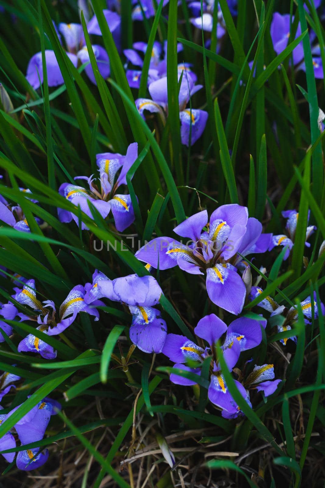 Spring Flowers. Beautiful Purple irises in the garden. Vertical photo.