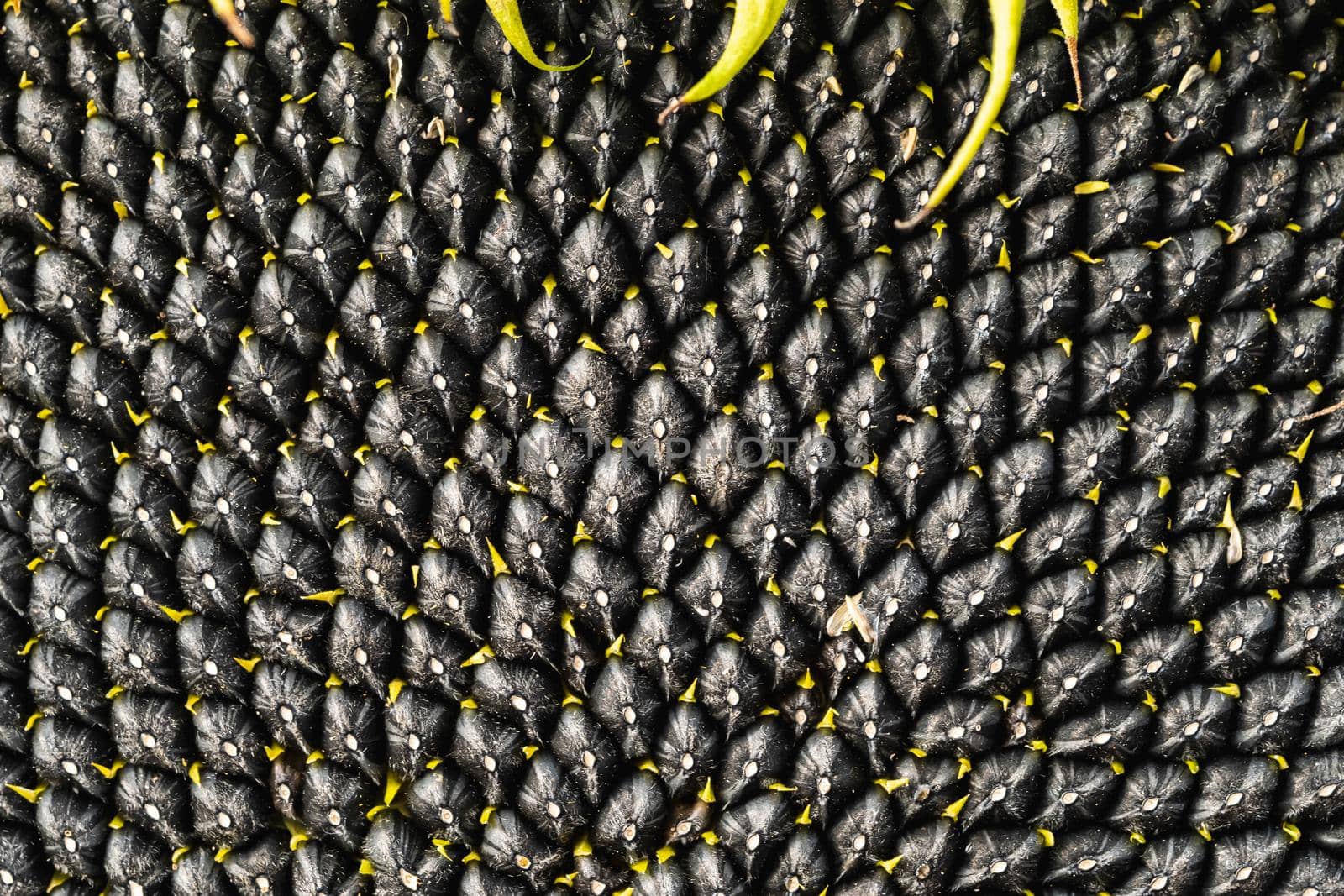 Black sunflower seeds pattern. Sunflower seeds background. Horizontal orientation