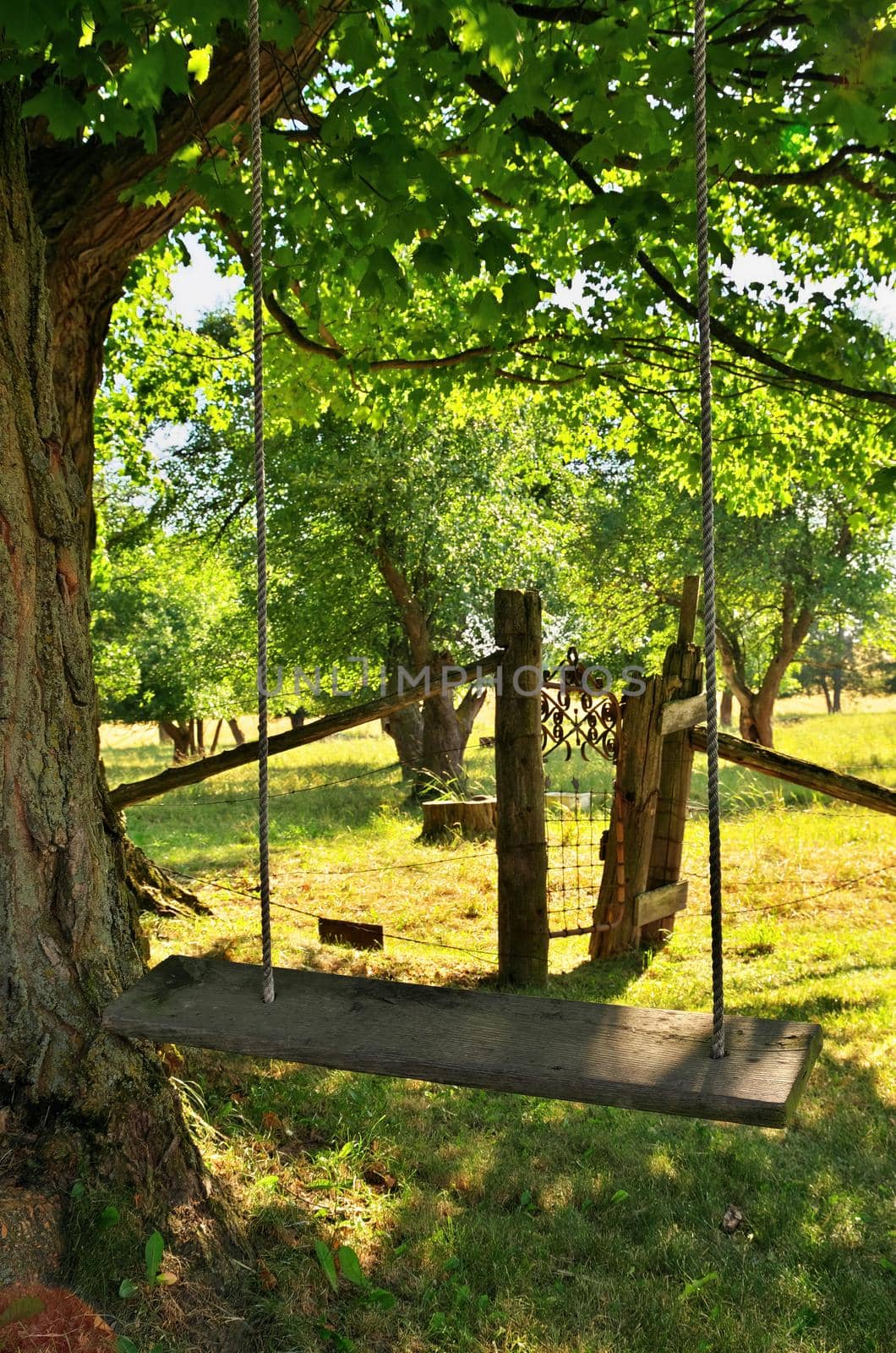 Homemade Rustic Wooden Swing Underneath Maple Tree on Farm in Summer by markvandam