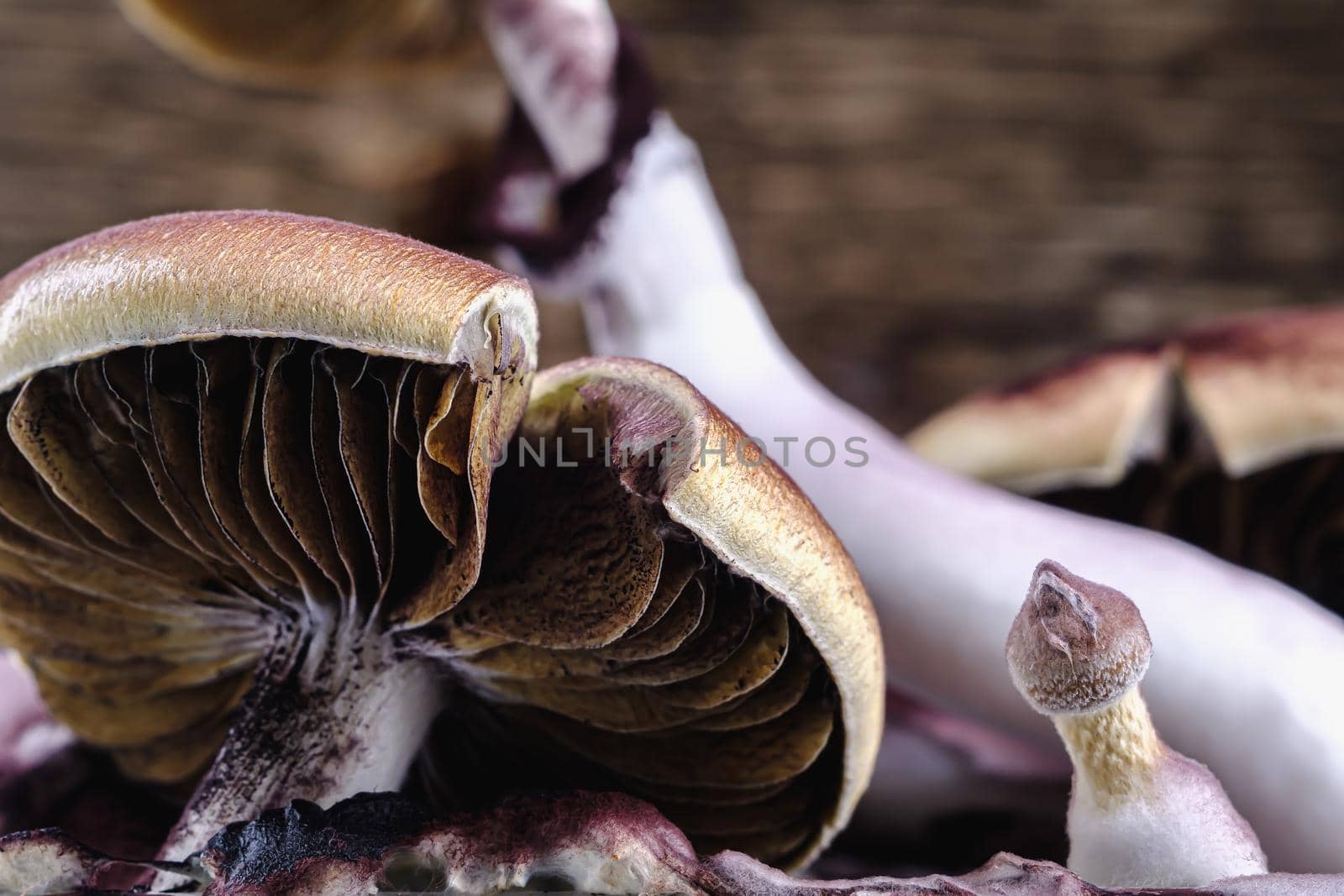 The Mexican magic mushroom is a psilocybe cubensis, a specie of psychedelic mushroom whose main active elements are psilocybin and psilocin - Mexican Psilocybe Cubensis. An adult mushroom raining spores. horizontal orientation