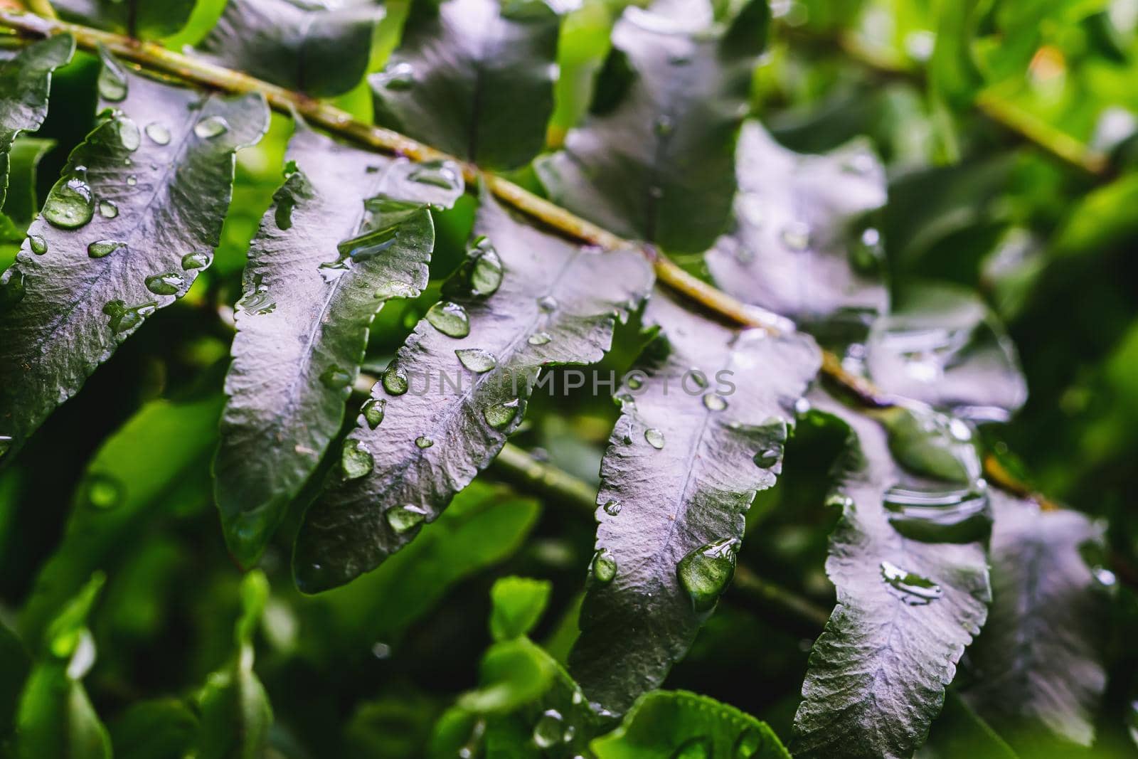 Beautyful ferns leaves green foliage natural floral fern background in sunlight. horizontal orientation.