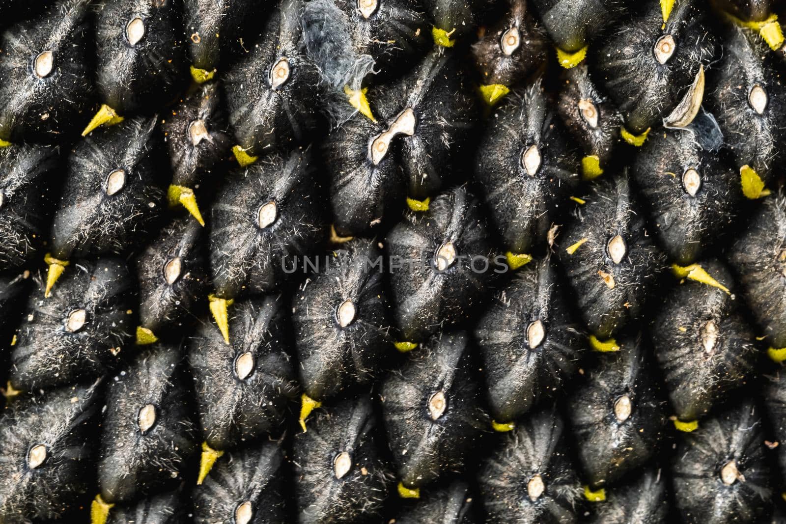 Black sunflower seeds pattern. Sunflower seeds background. Horizontal orientation