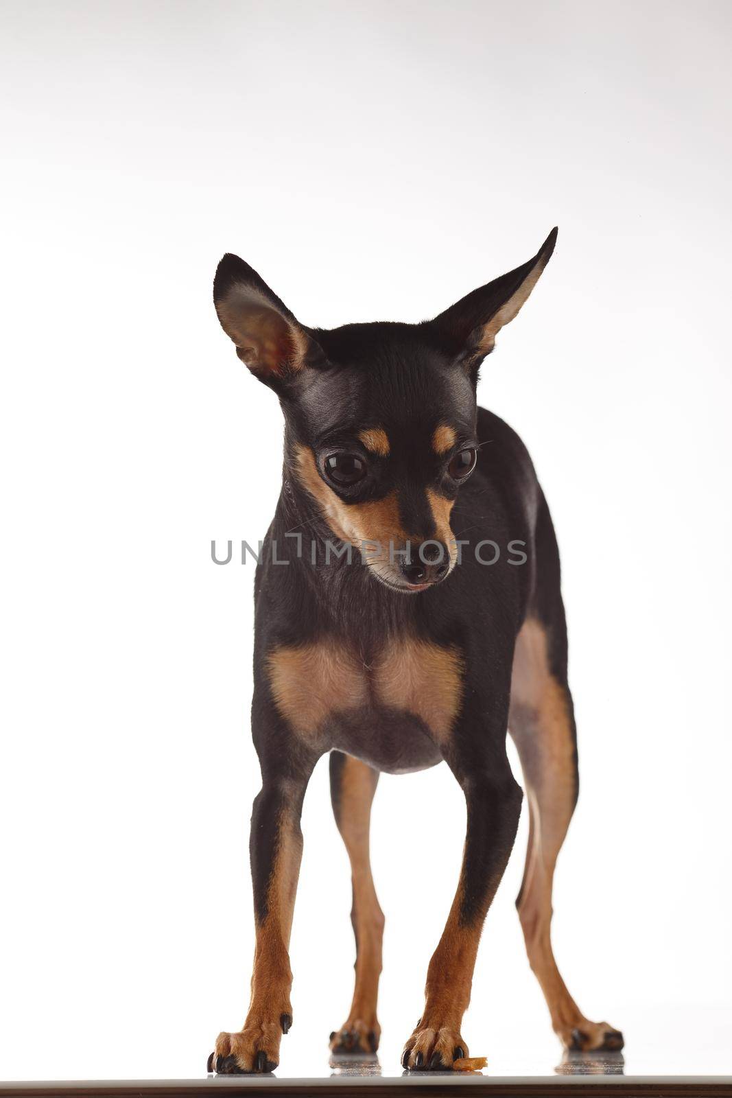 toy terrier studio portrait on white background