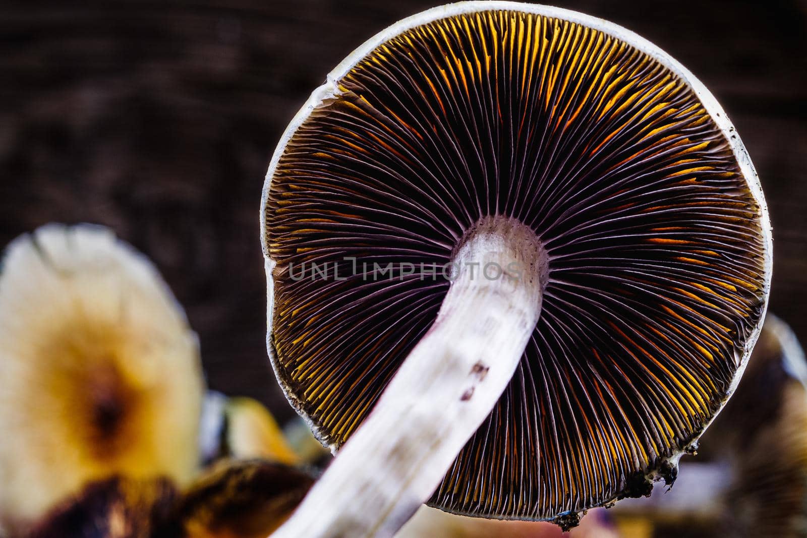 The Mexican magic mushroom is a psilocybe cubensis, a specie of psychedelic mushroom whose main active elements are psilocybin and psilocin - Mexican Psilocybe Cubensis. An adult mushroom raining spores. horizontal orientation