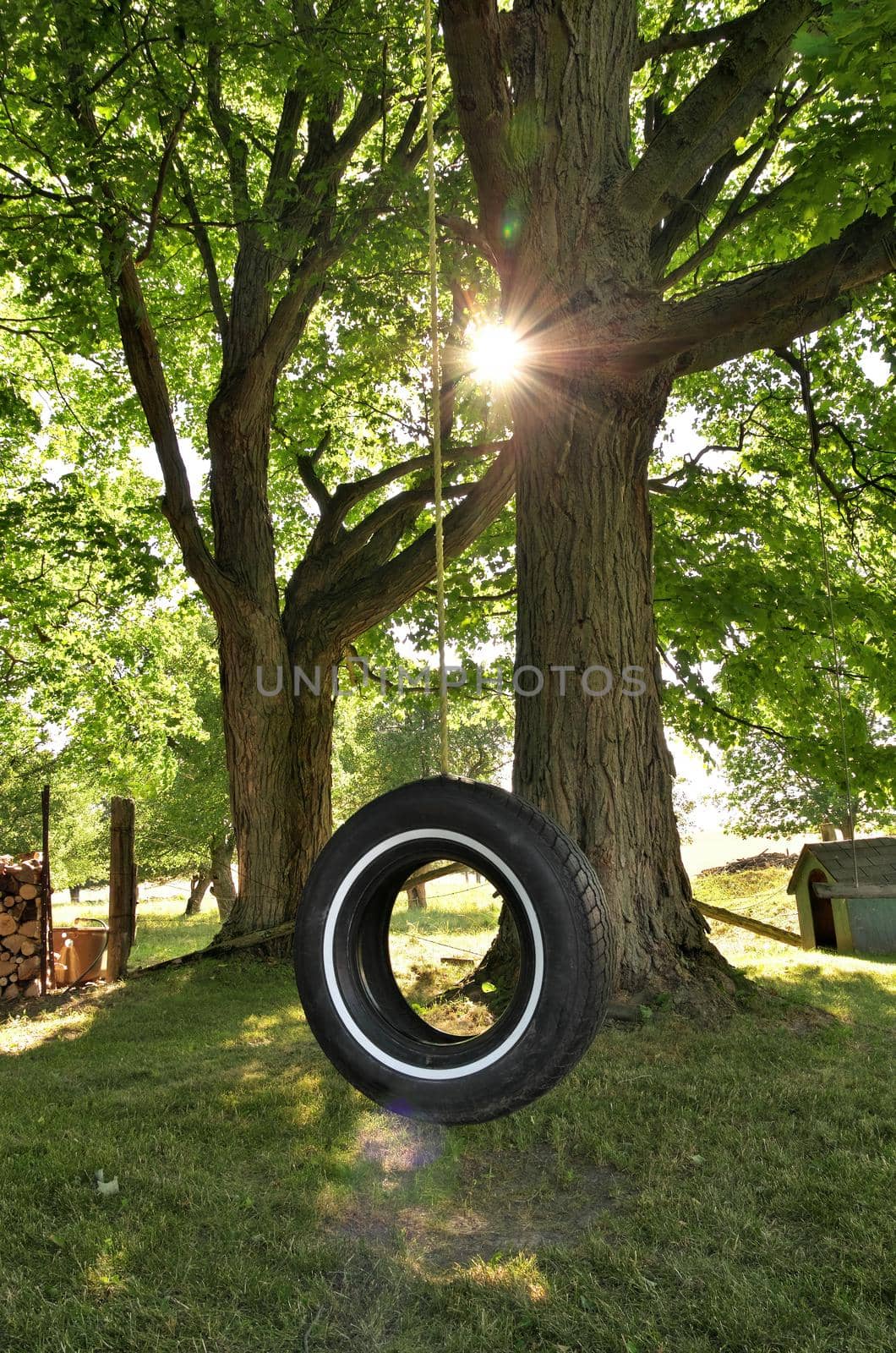 Tire Swing Underneath Maple Tree on Farm in Summer creates an idyllic small town summer atmosphere. High quality photo