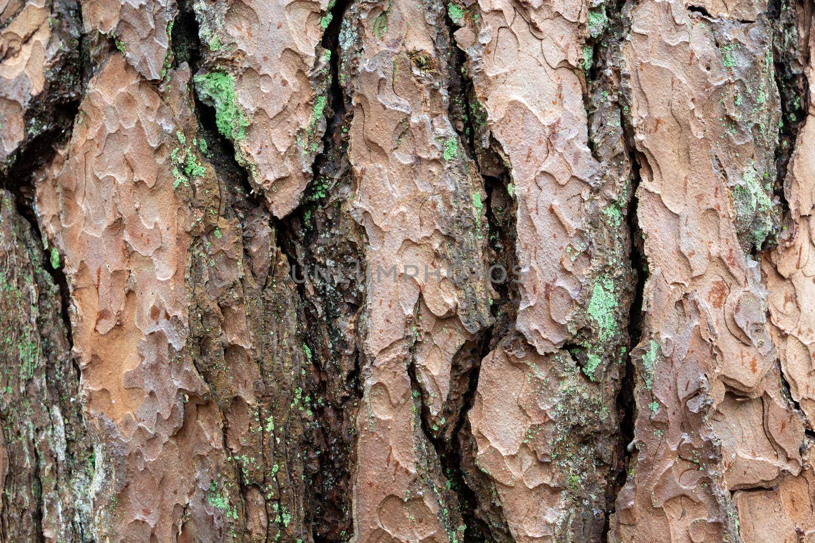 Texture of the bark of an old tree, close up