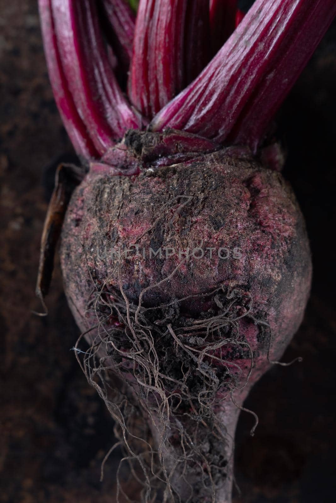 ugly food. beet roots on a rusty beautiful metal surface. by Alexander_V