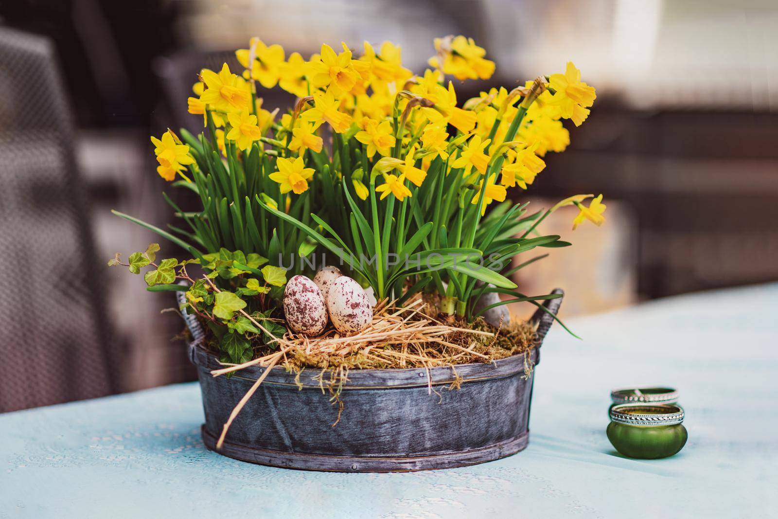 Daffodils with bulbs in a large pot with eggs for Easter